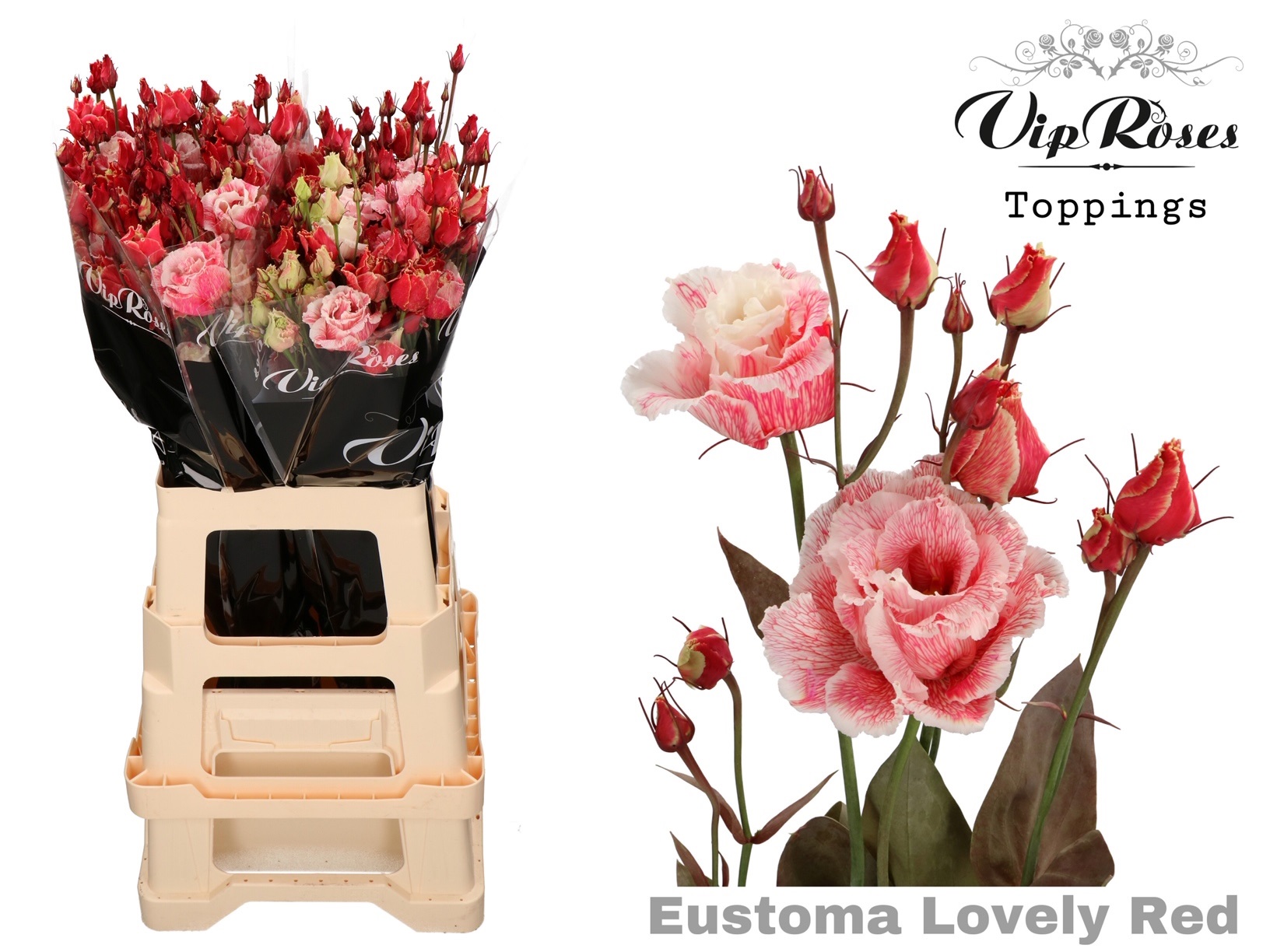 Eust G Alissa Lovely Red 75 cm