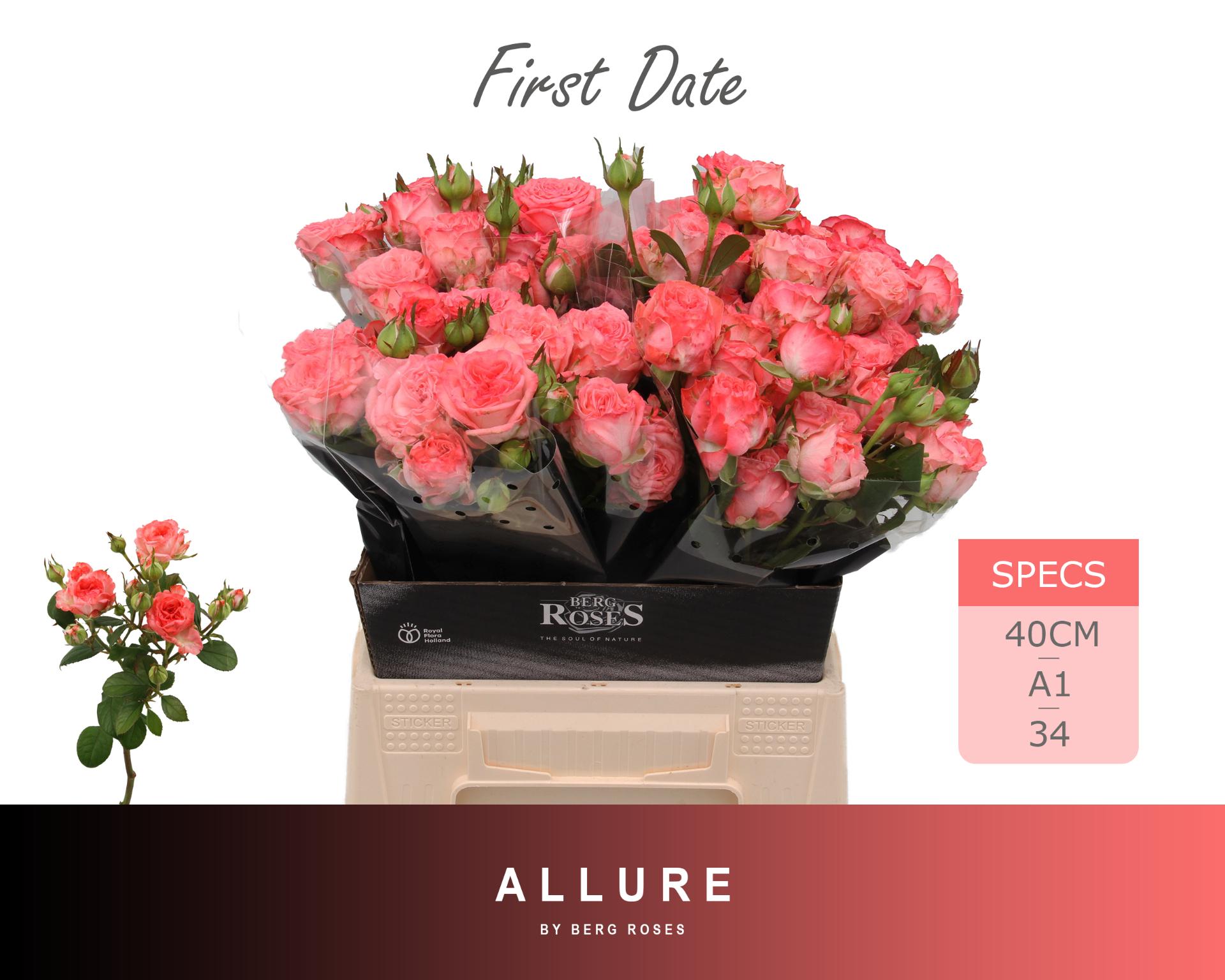 Rosa Spr First Date 40cm