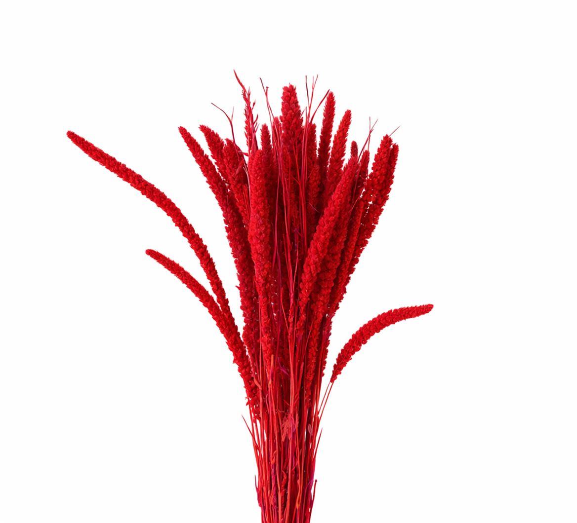 Dried Artz Setaria Monet Bunch