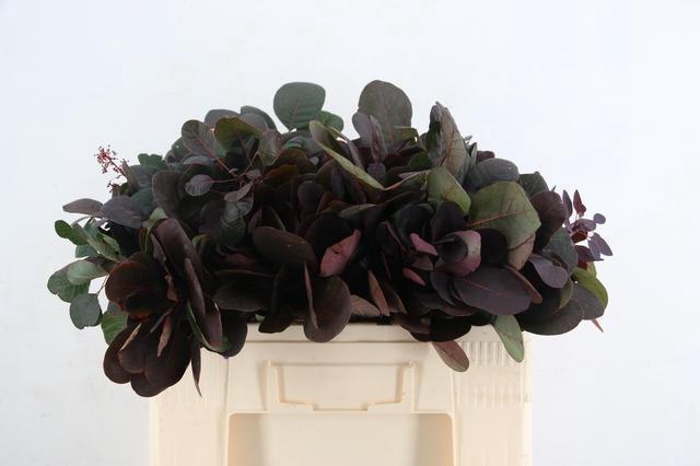 Cotinus Coggygria Royal Purple 55cm