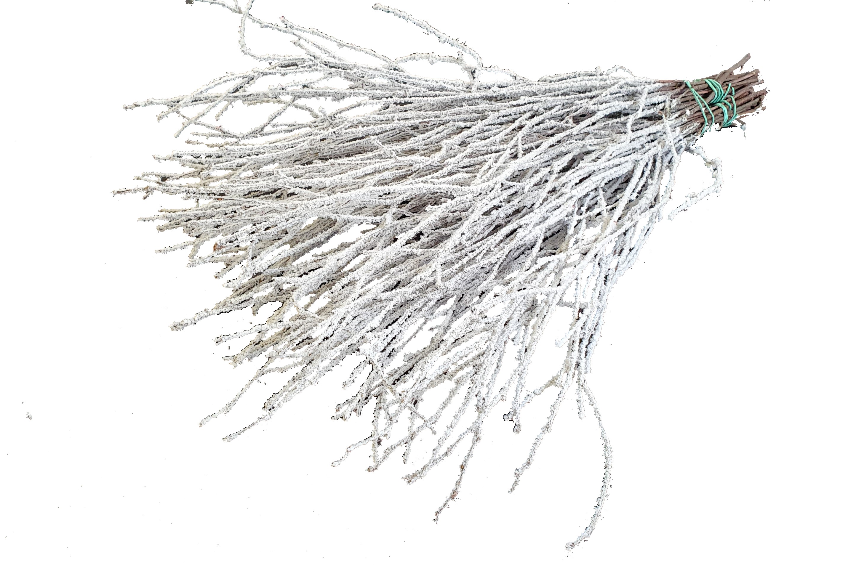 Betula Natural + Snow Per Bunch