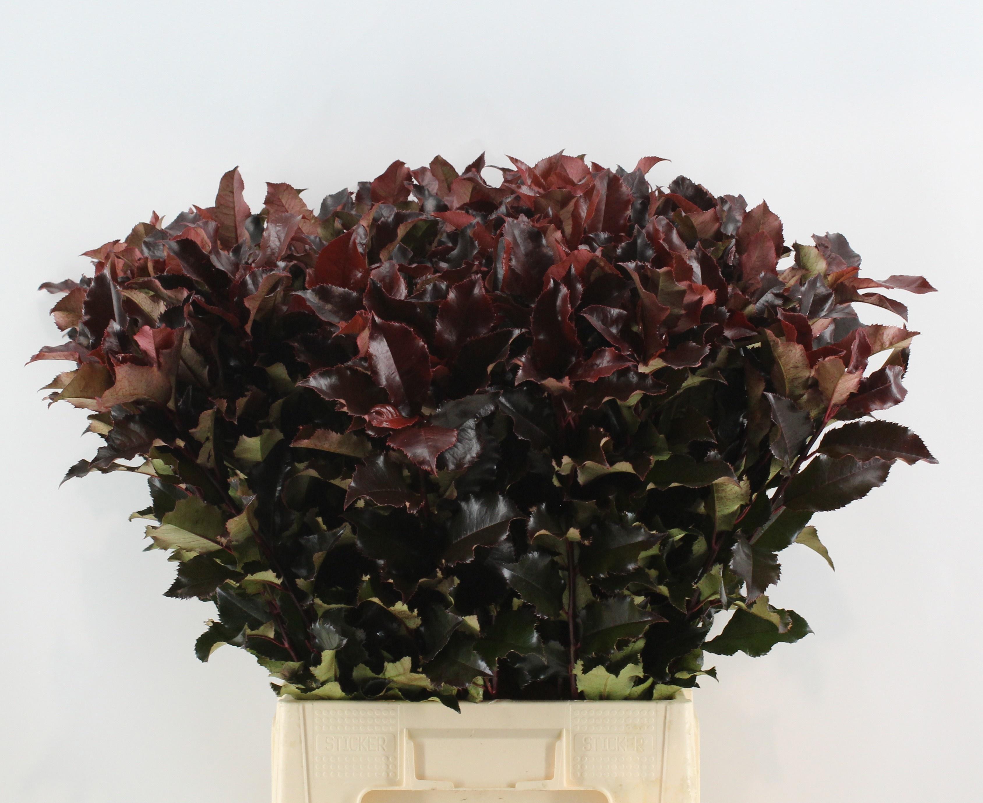 Photinia Mag Volcano 80cm