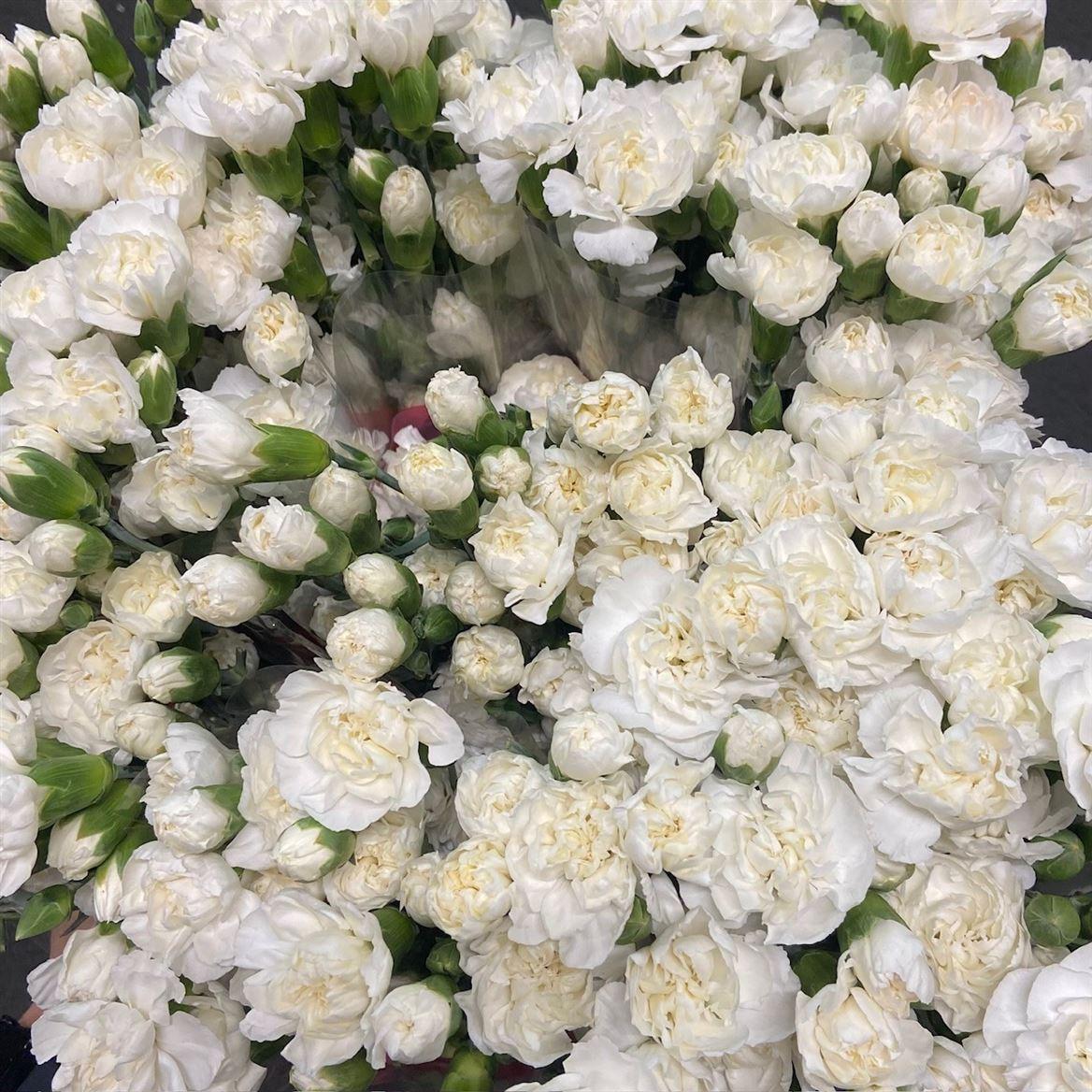Di Tr White Fleurette