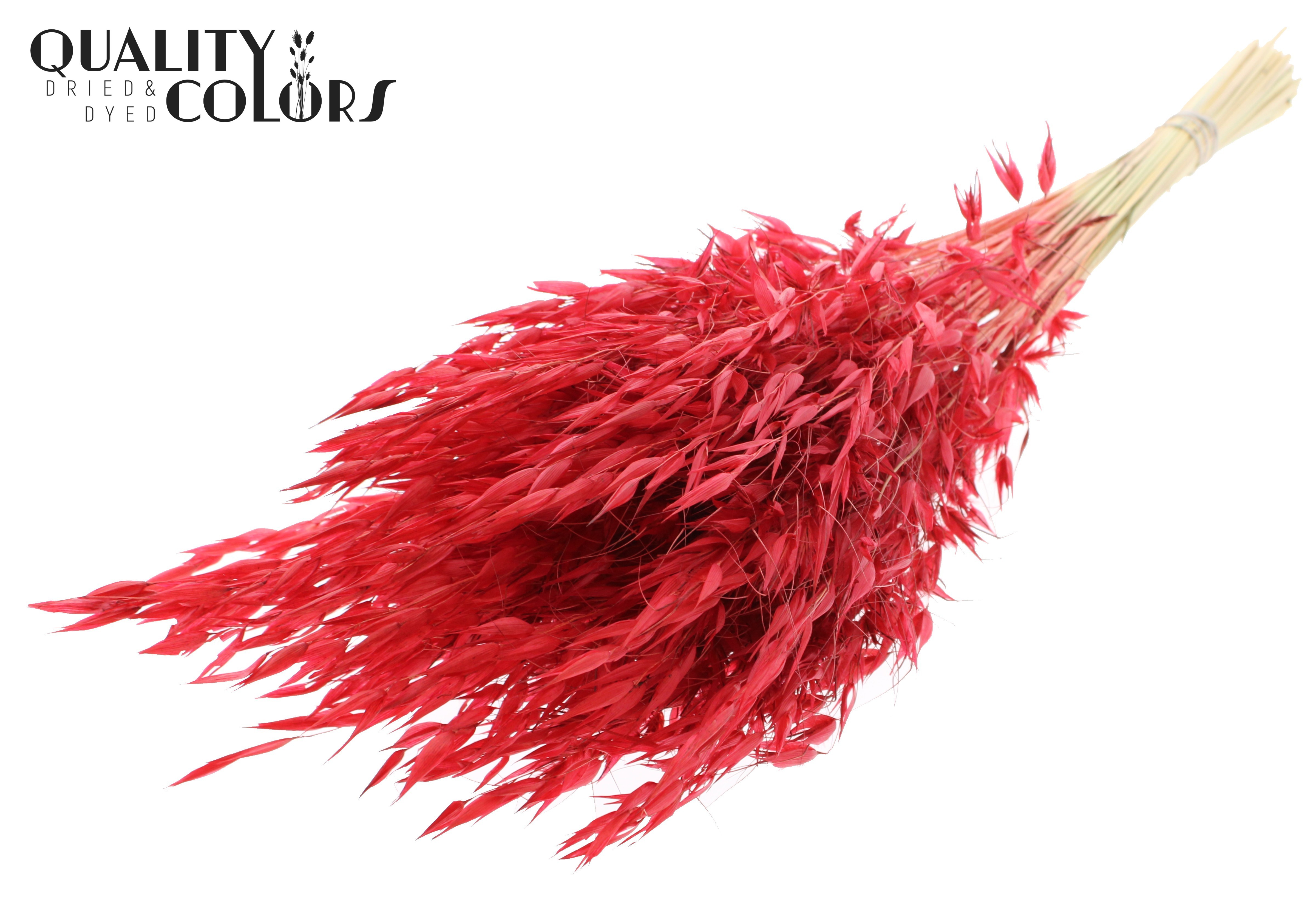 Avena Red Per Bunch 70cm