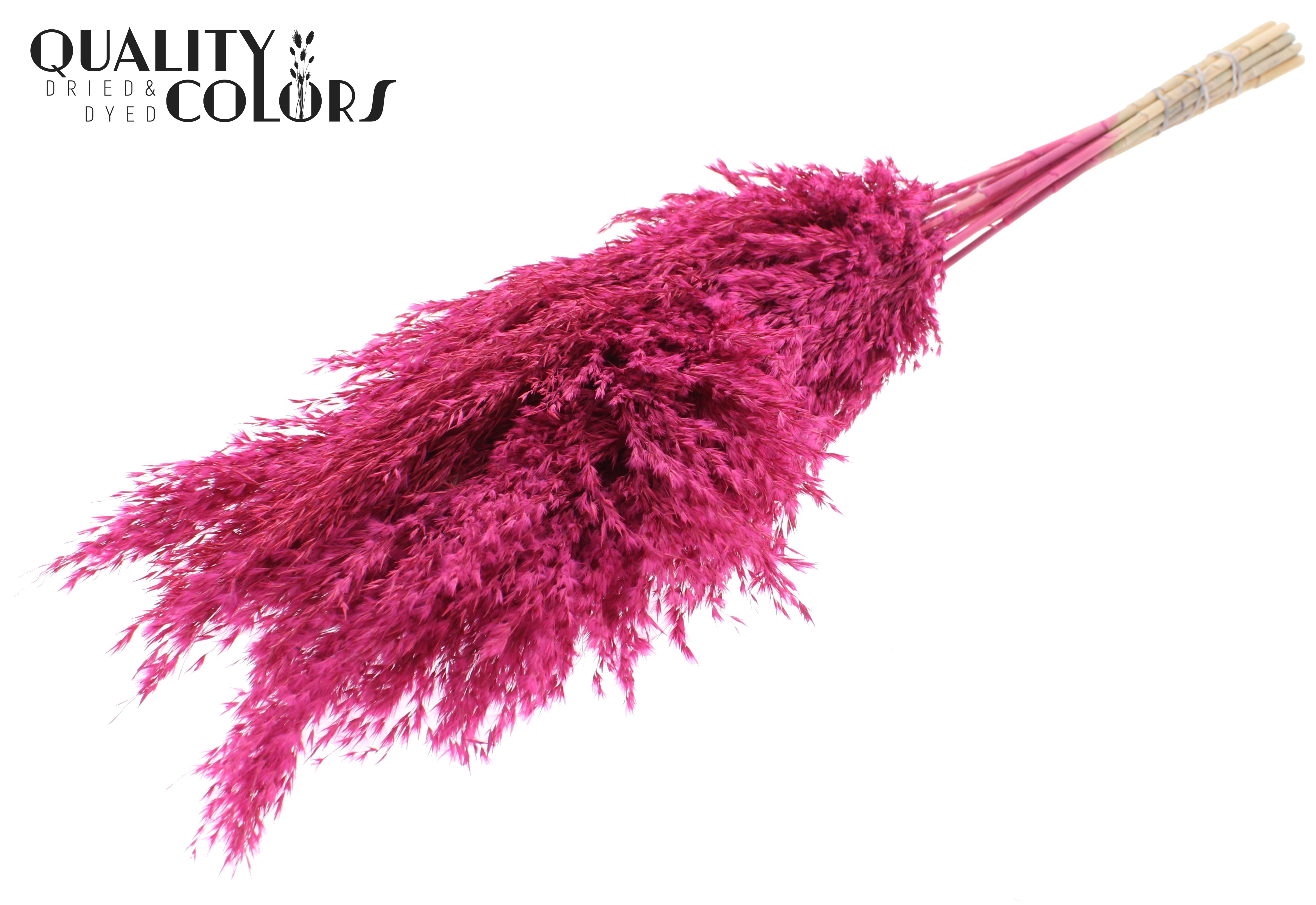 Pampas Grass Frosted Cerise Per Bunch 70cm