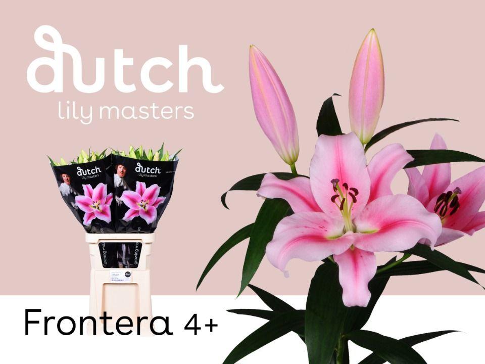 Lilium Or Frontera 90cm 4/5bl