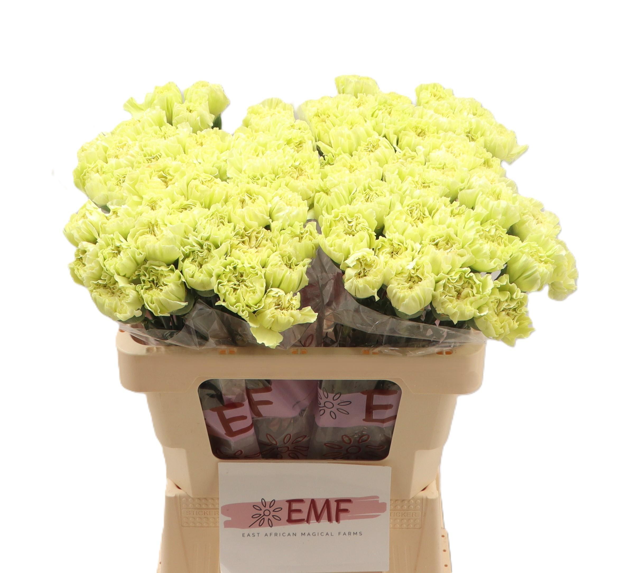 Dianthus Single Wasabi 55cm