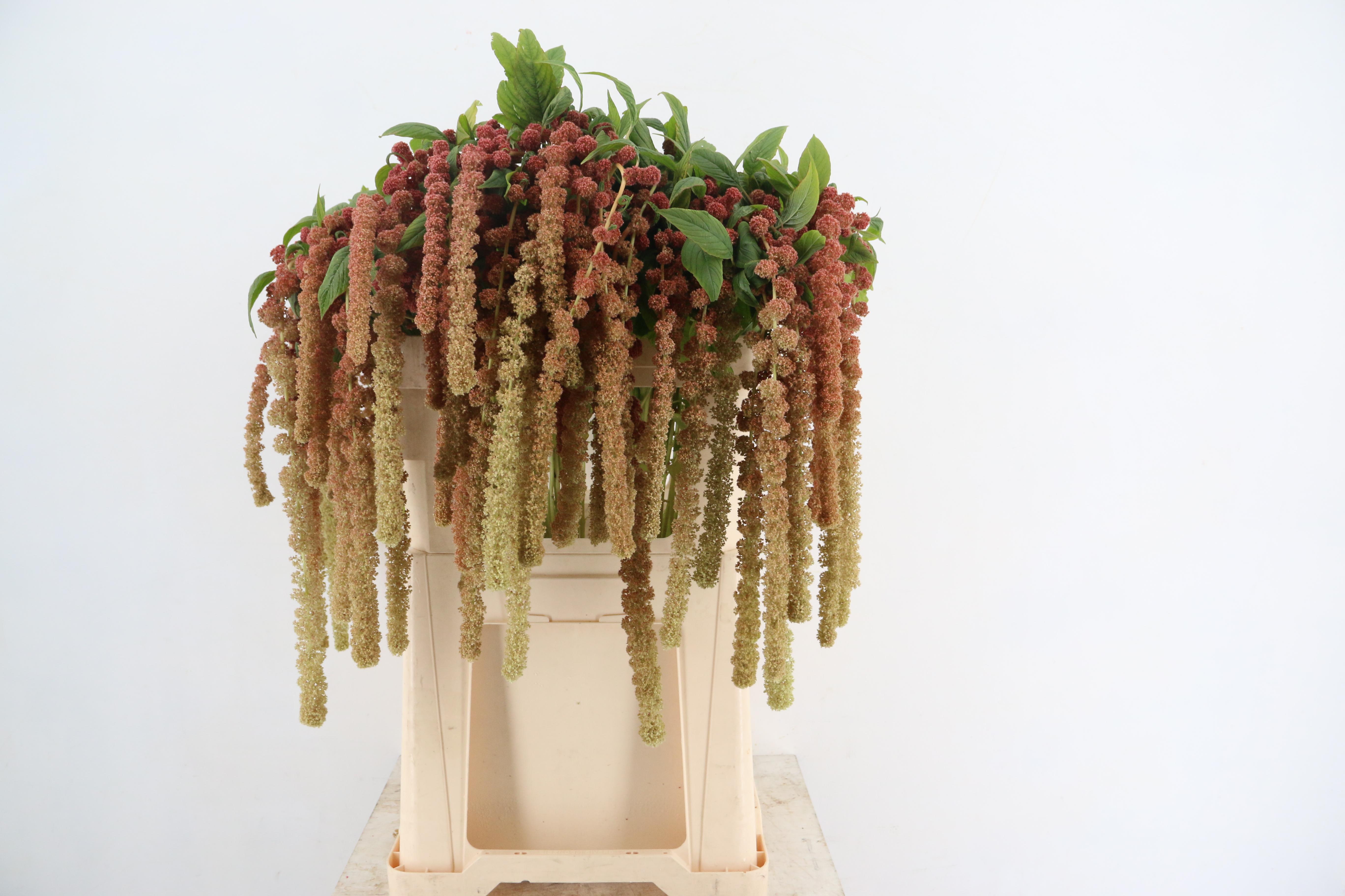 Amaranthus Caudatus Coral Fountain 80cm