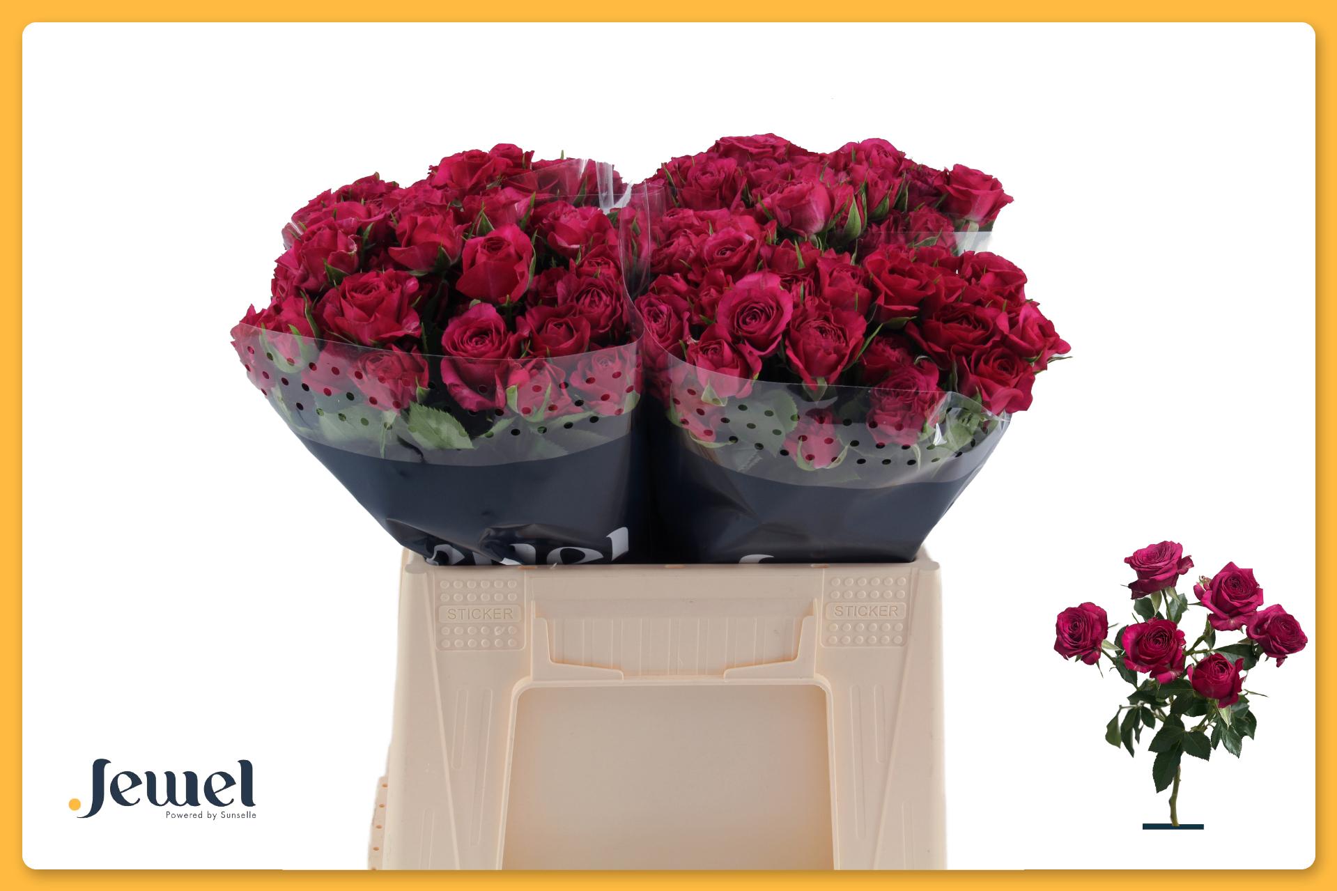 Rosa Spr Cheyenne 40cm