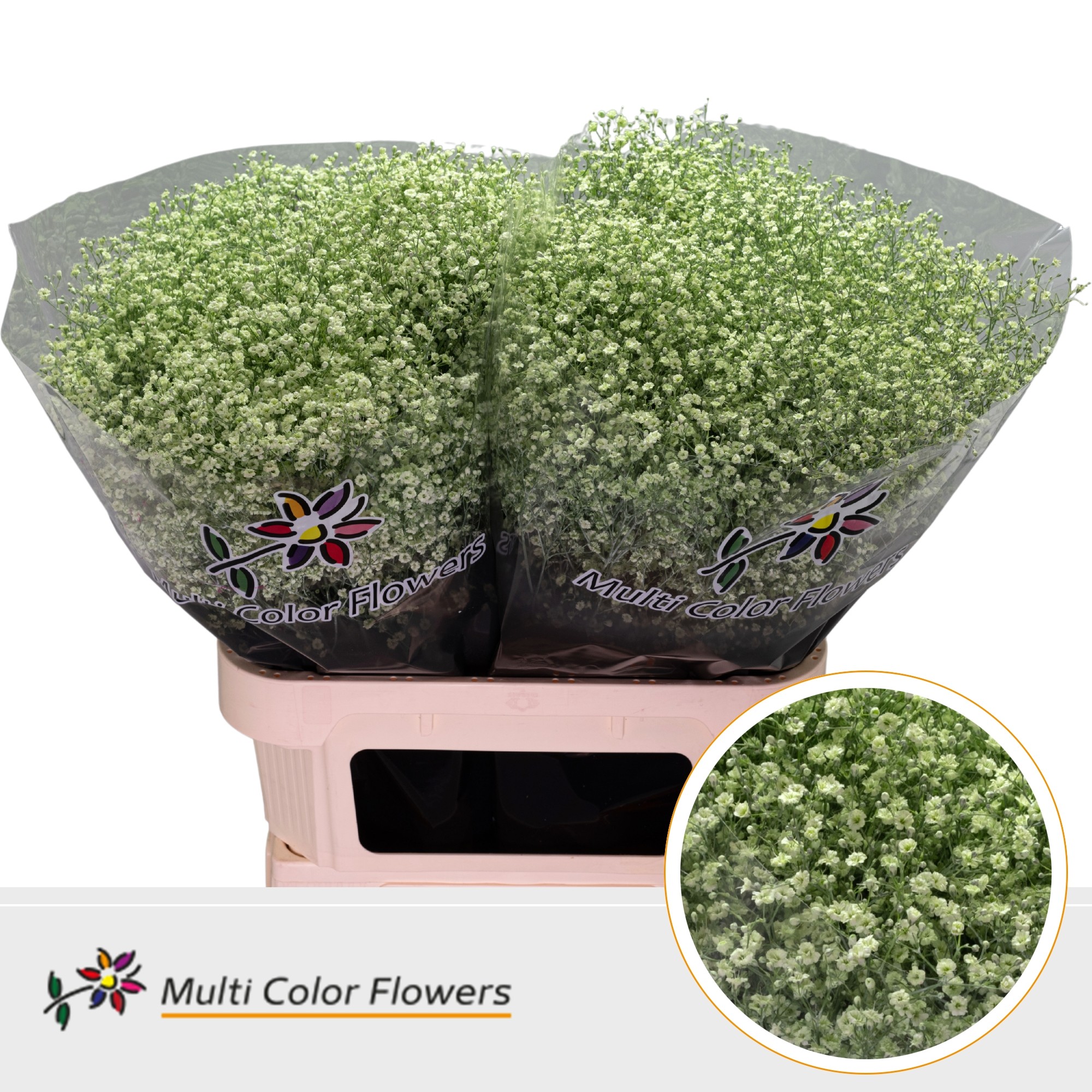 Gypsophila Painted Million Star Mint 80cm