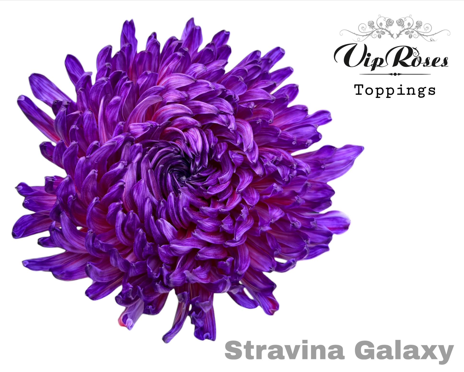 Chr G Stravina Galaxy 65 cm