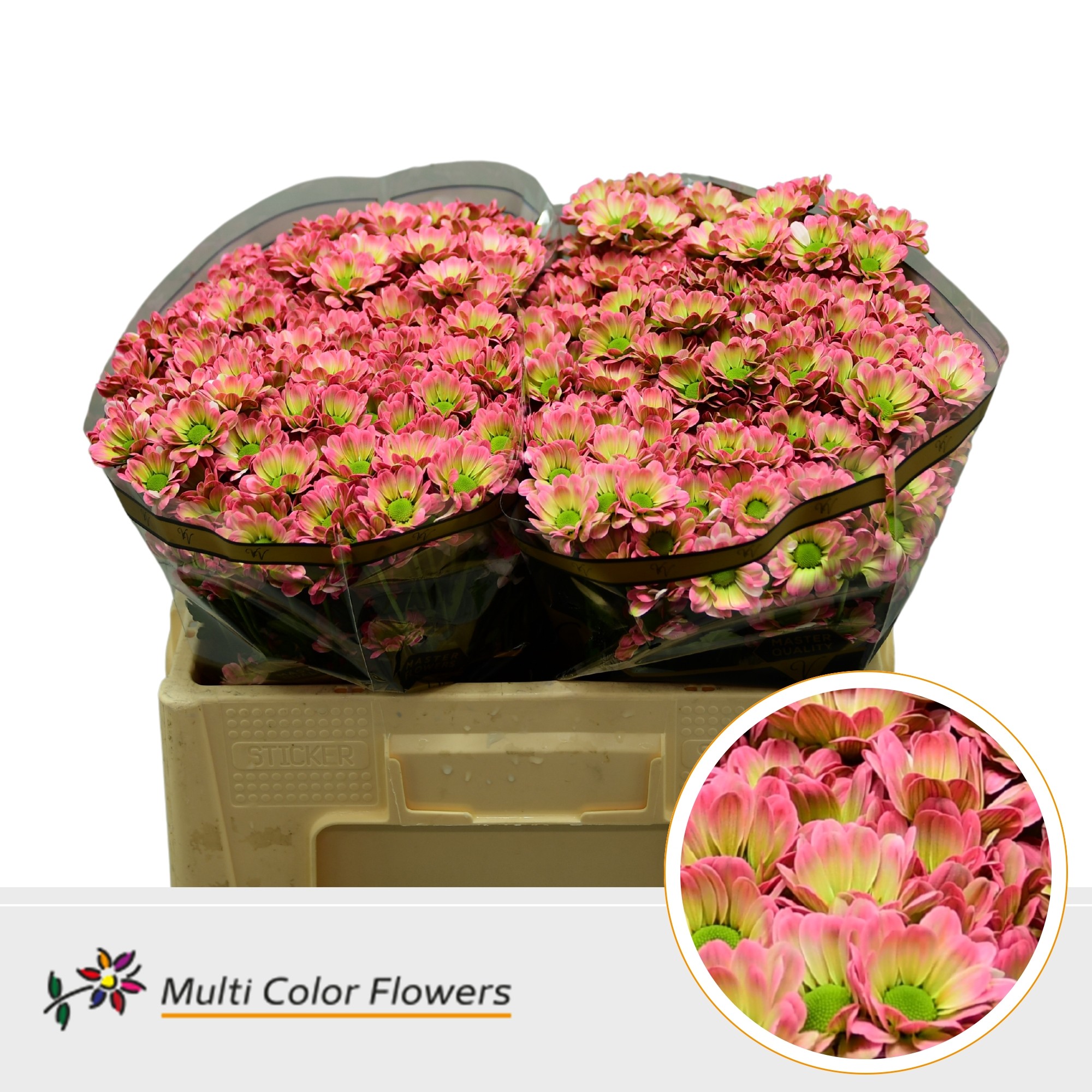 Chrysanth Santini Painted Bowie Apple Bandit 55cm 44gr.