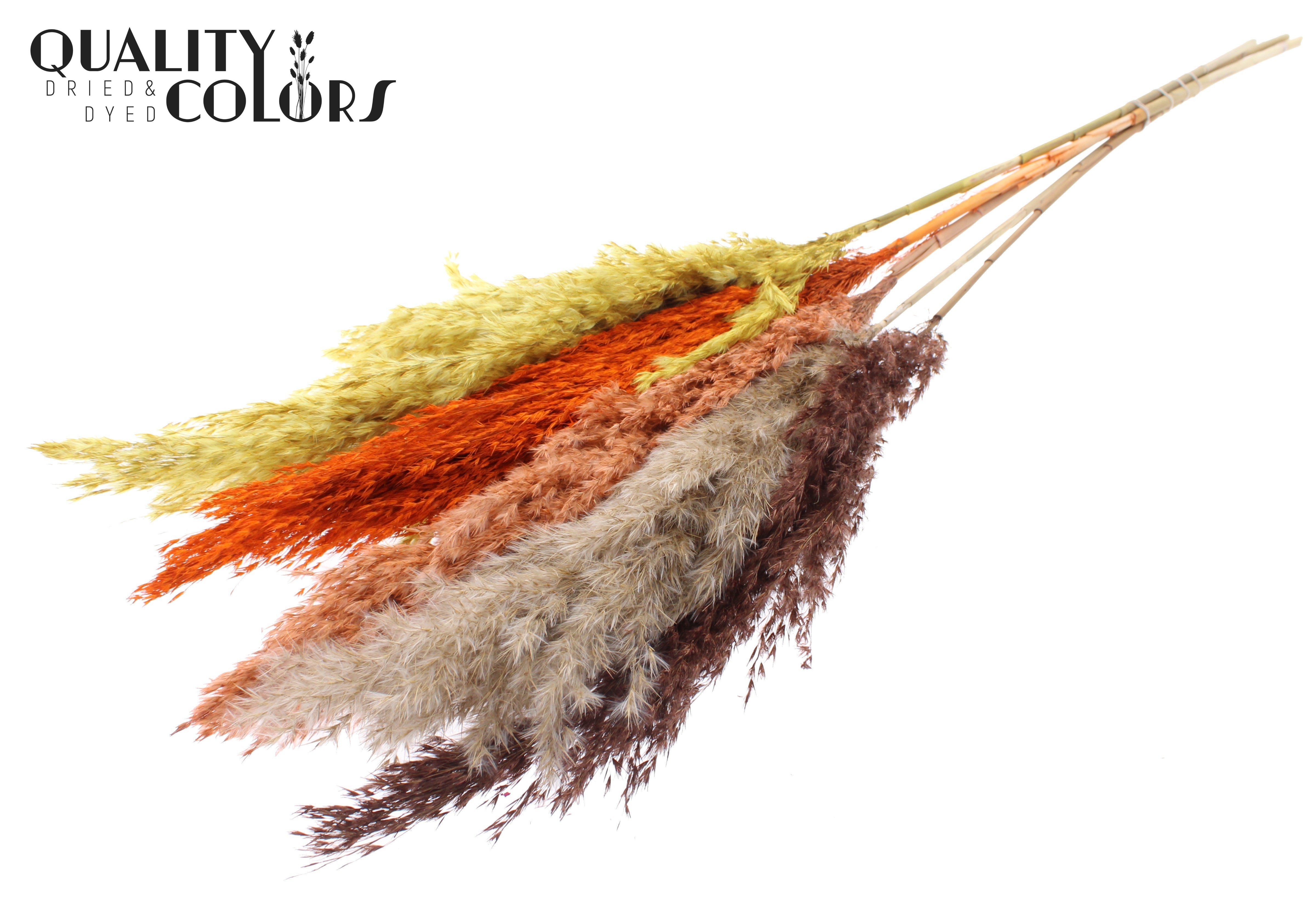 Pampas Grass Colourful 3 Per Bunch 100cm