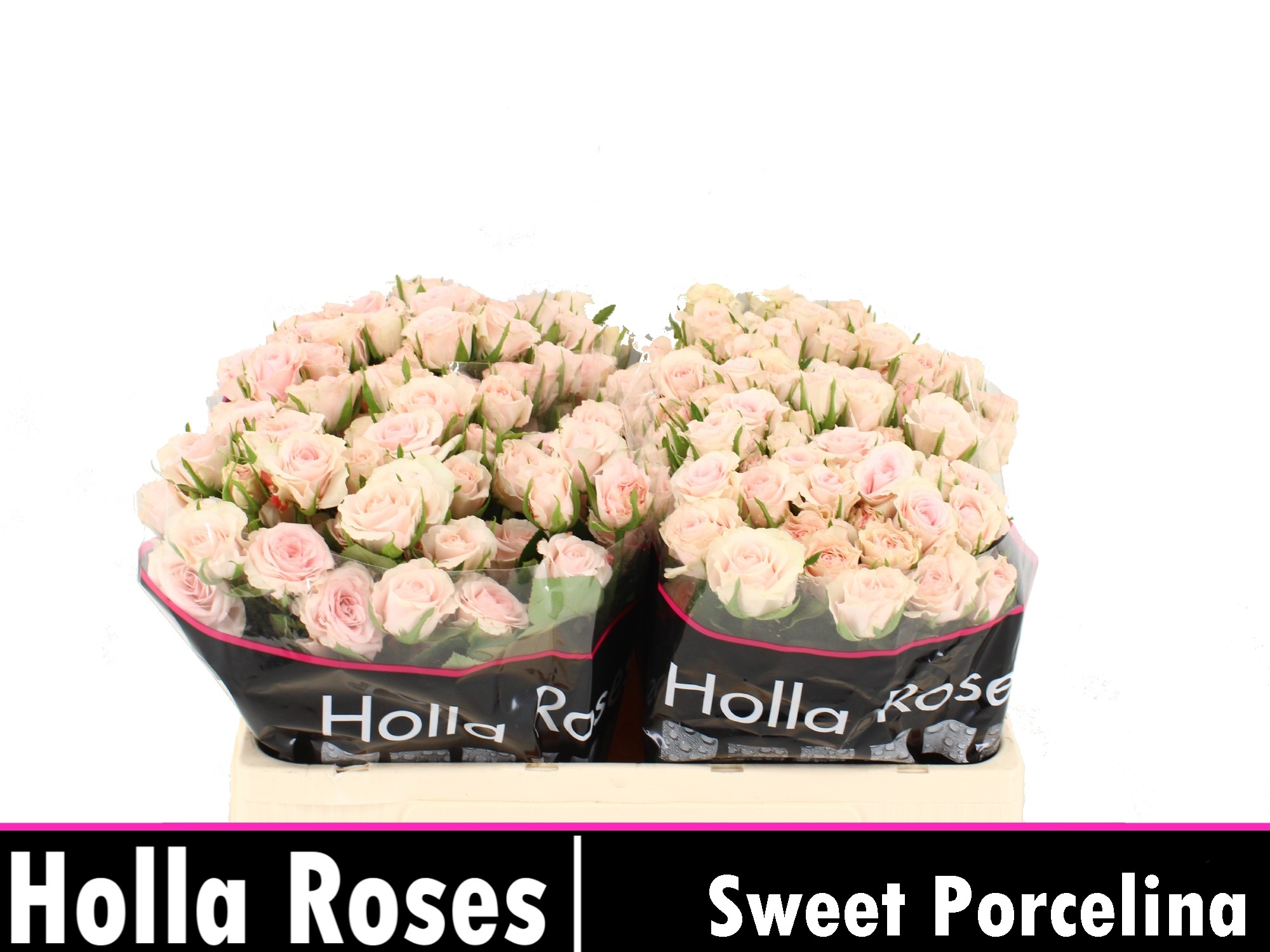 Rosa Spr Sweet Porcelina 50cm