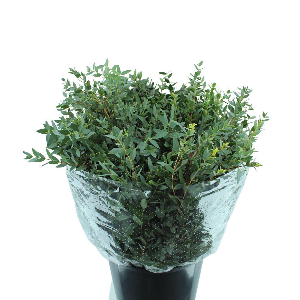 Parvifolia Kort