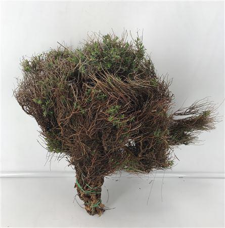 Euphorbia Spinosa