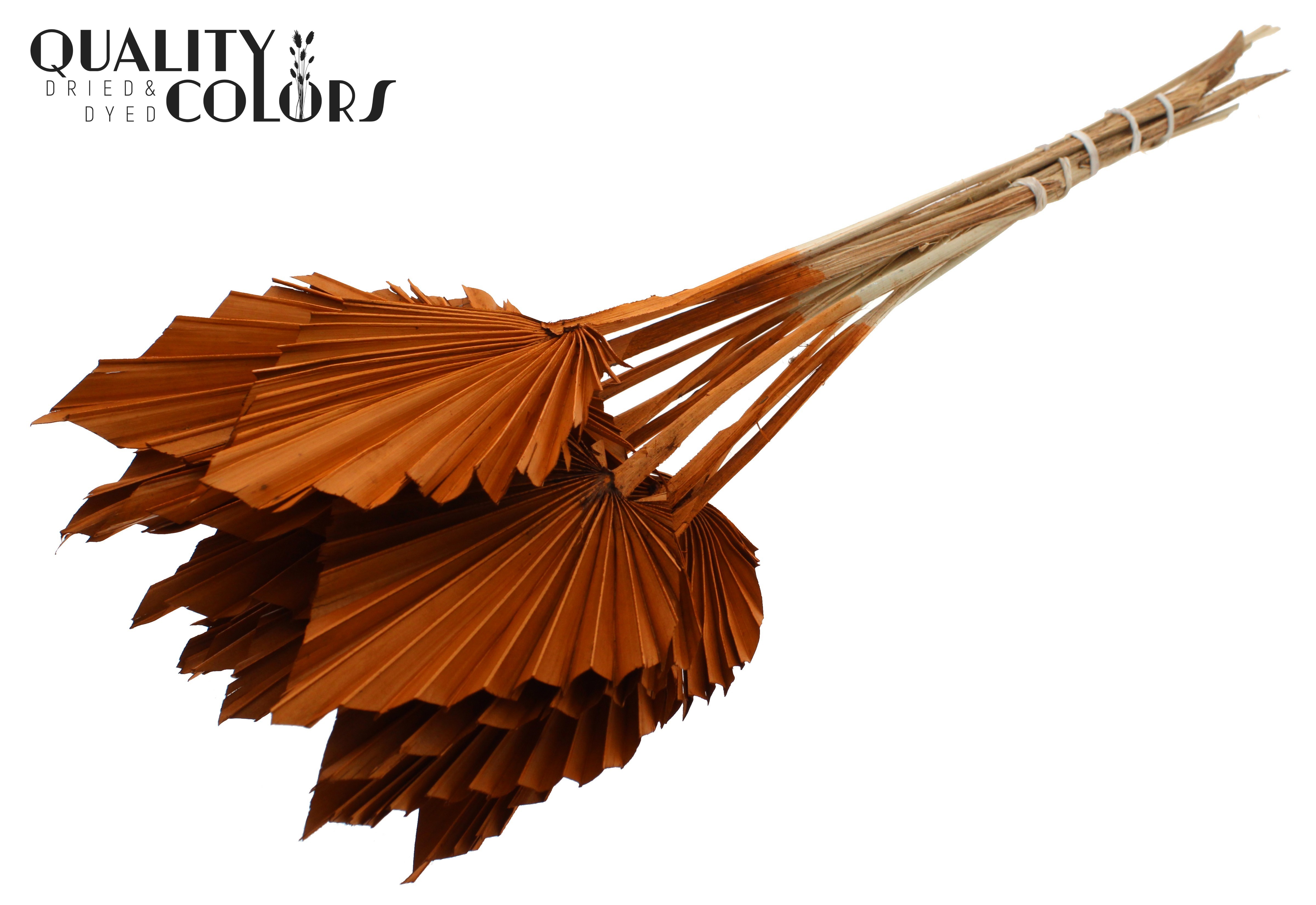 Palm Spear Terracotta 50cm