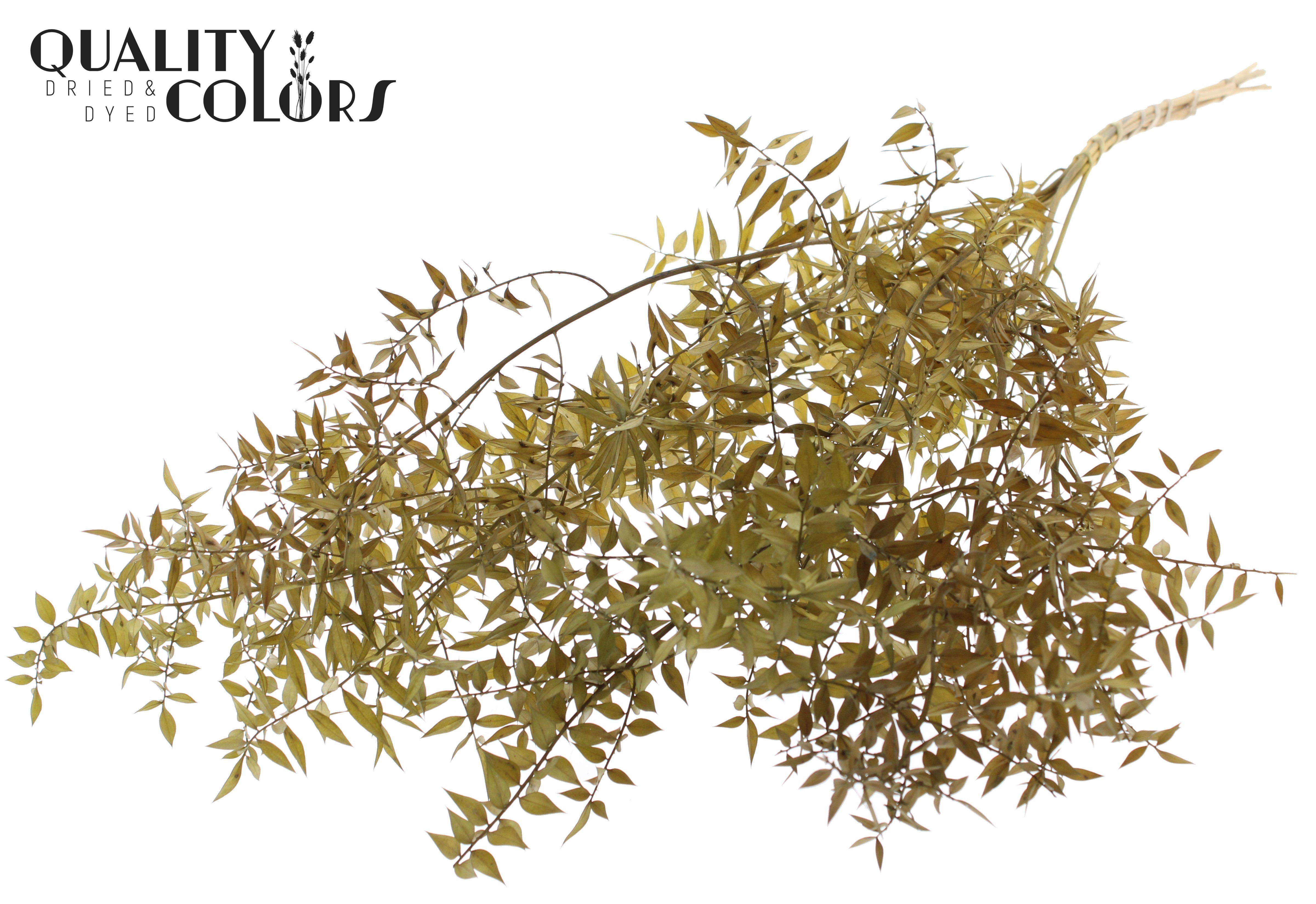 Ruscus Aculeatus Preserved Olive Per Bunch 70cm 1st