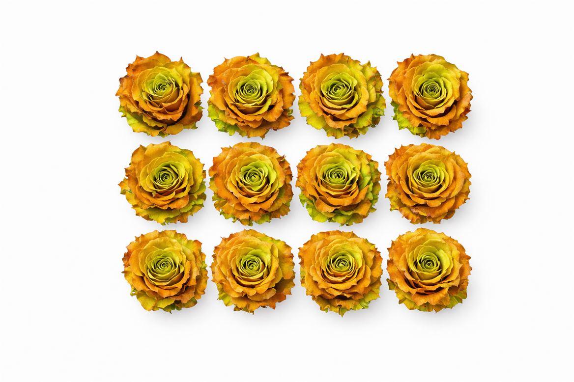 Ro Pres Rom Brassica Rose
