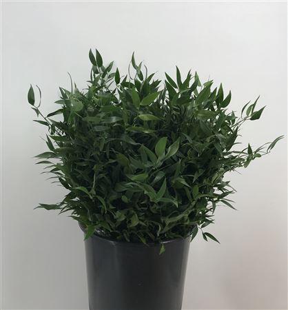 Danae Race 50 Cm