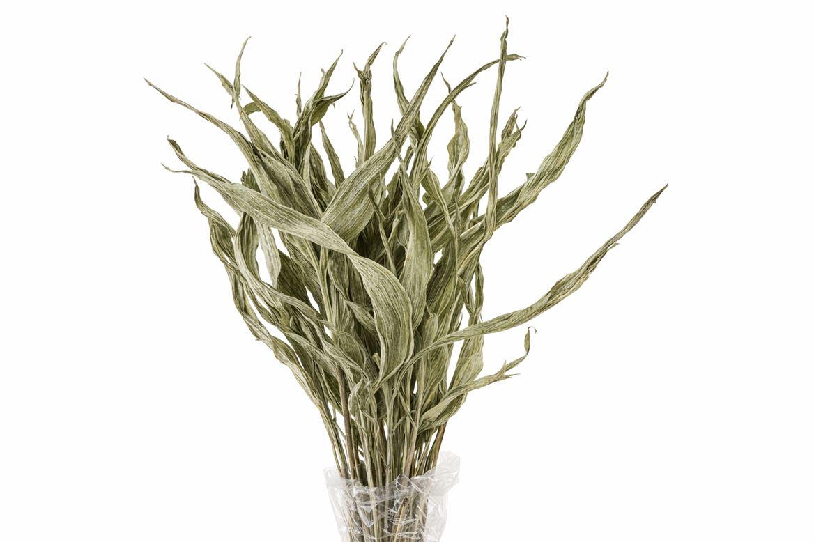 Dried Strelitziablad Platina P Stem