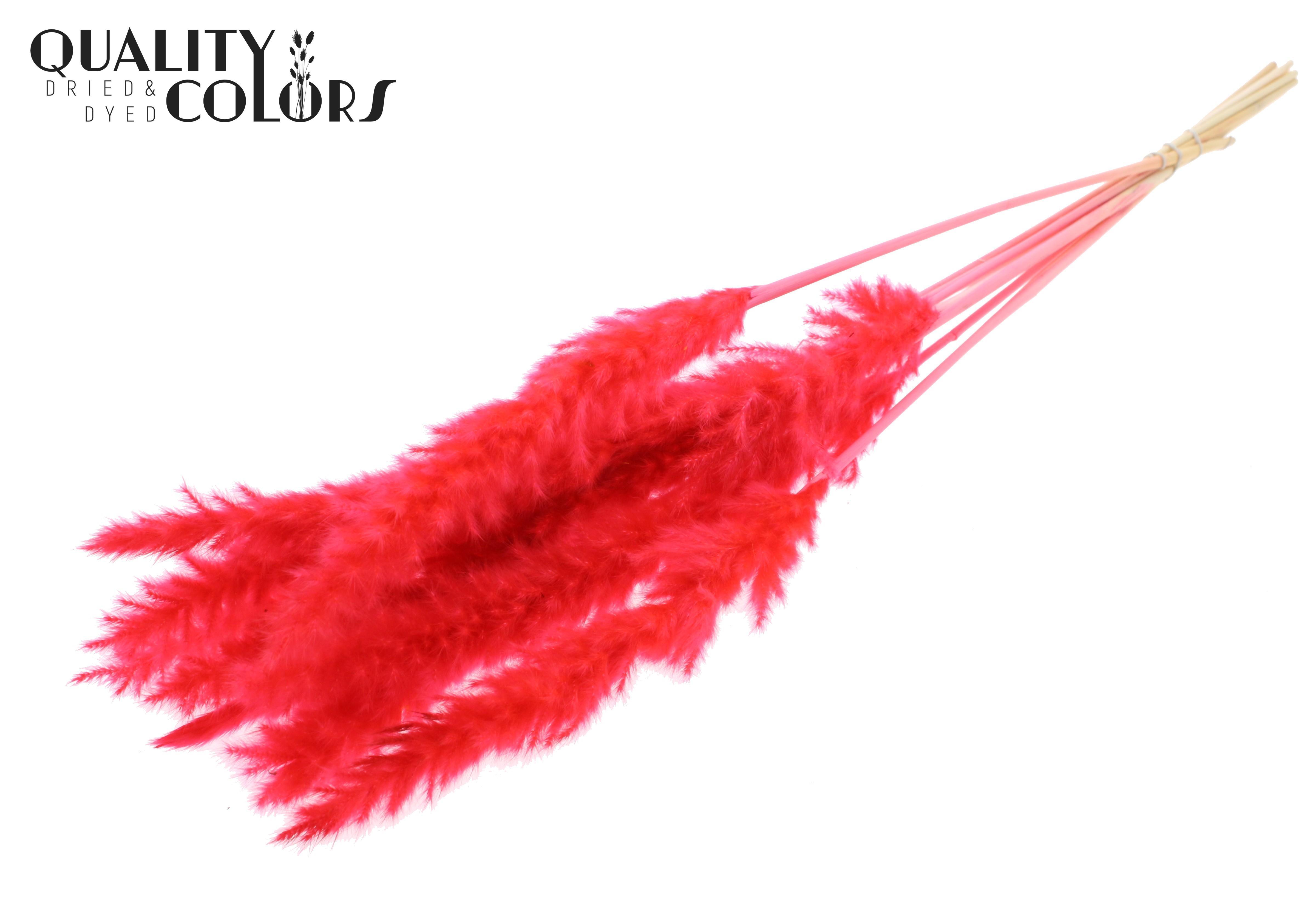 Fluffy Pampas Coral Per Bunch 70cm