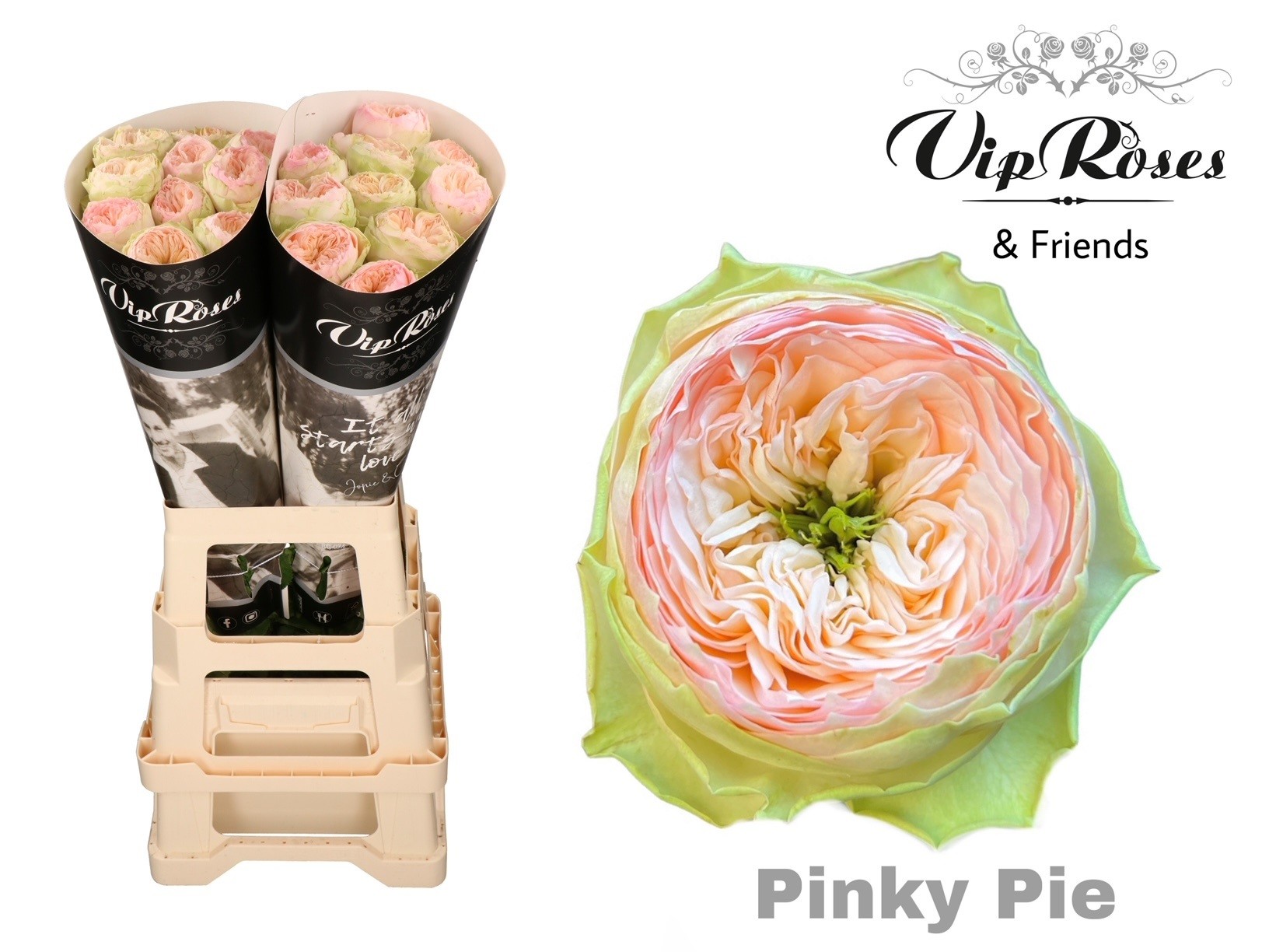 R Gr Pinky Pie! 70 cm