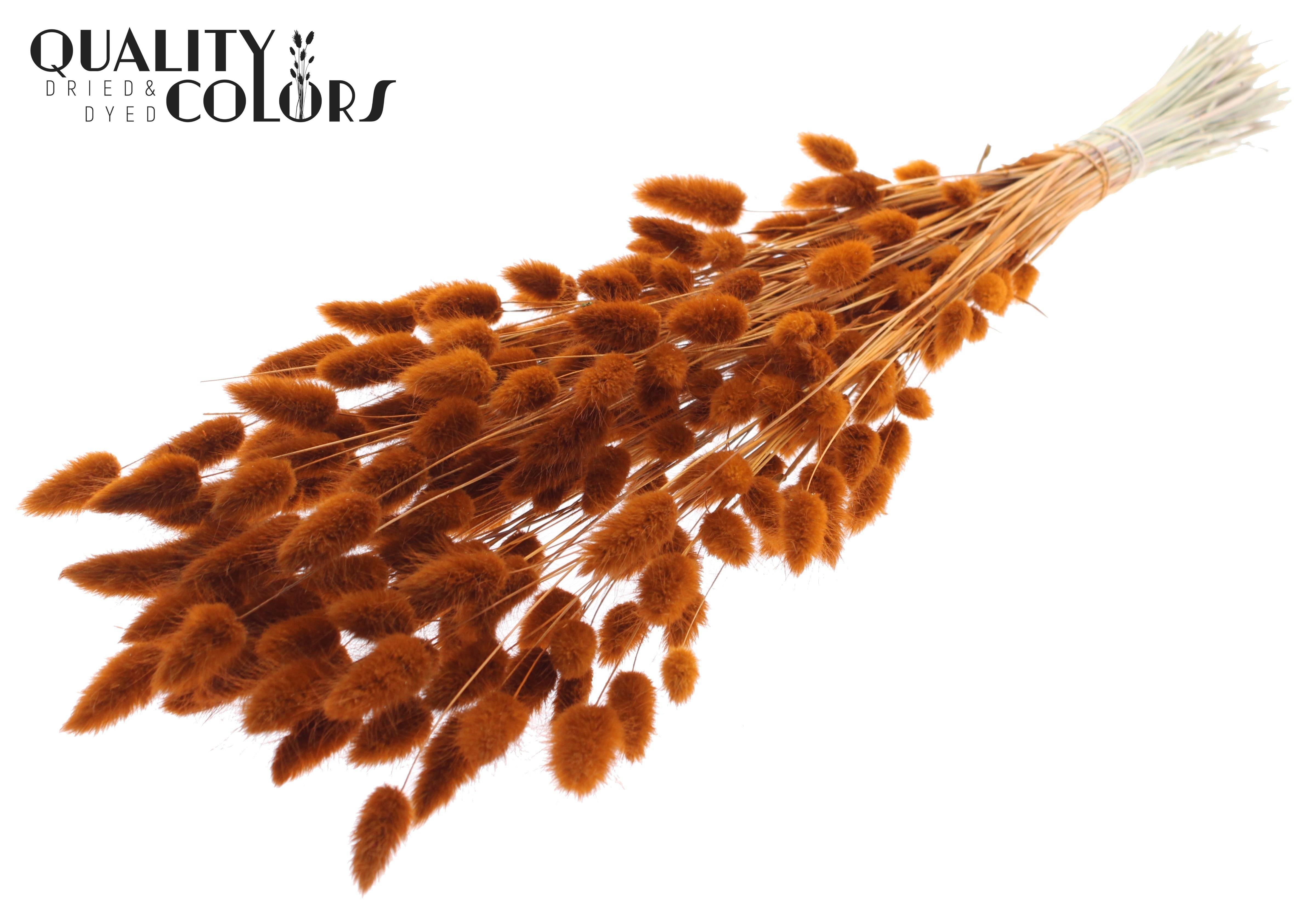 Lagurus Terracotta Per Bunch 70cm