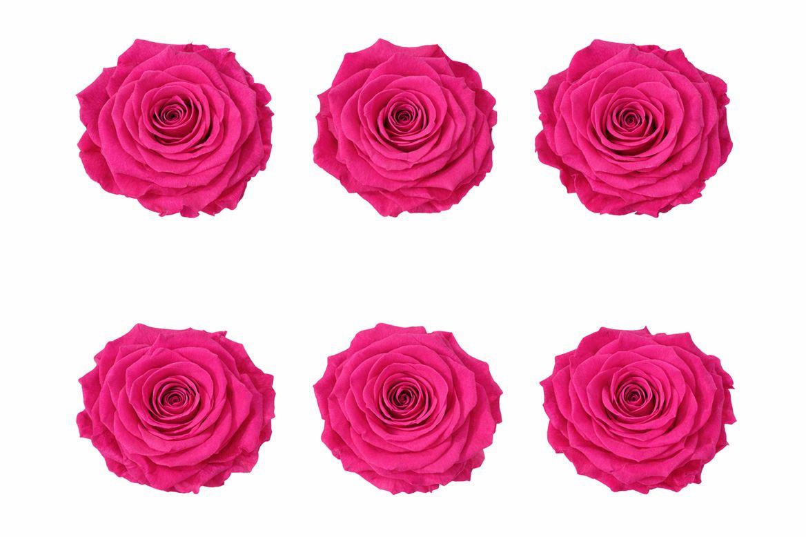 Ro Pres Classic Fuchsia