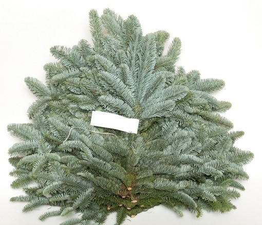 Abies Nobilis Blue Per Pack 70cm