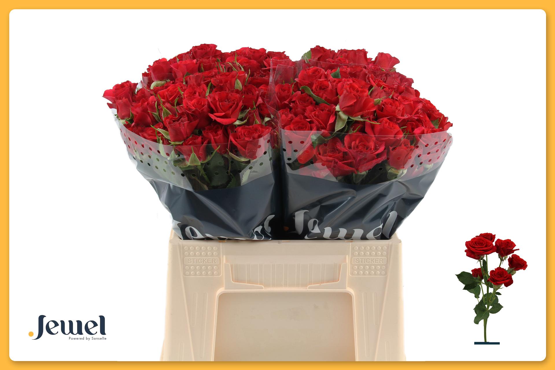 Rosa Spr Mirabel 40cm