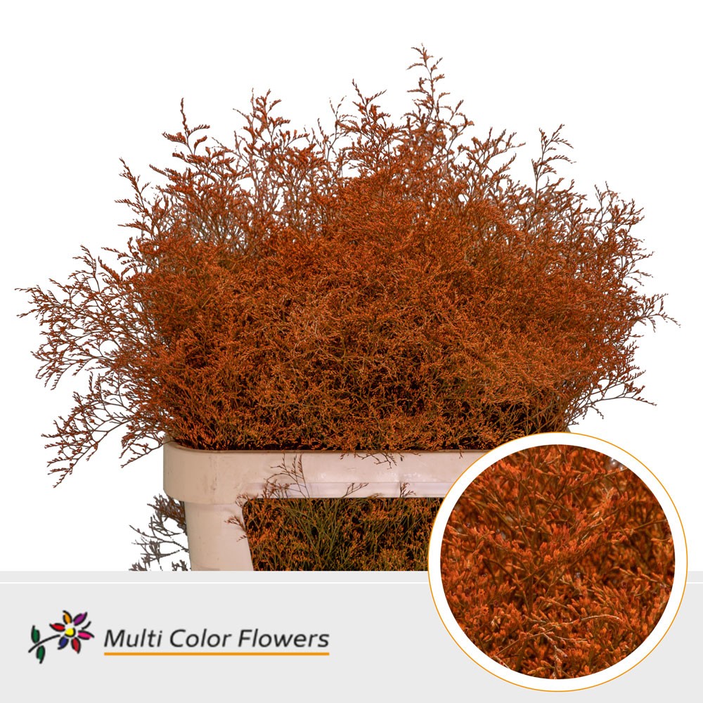 Limonium Painted Orange 90cm