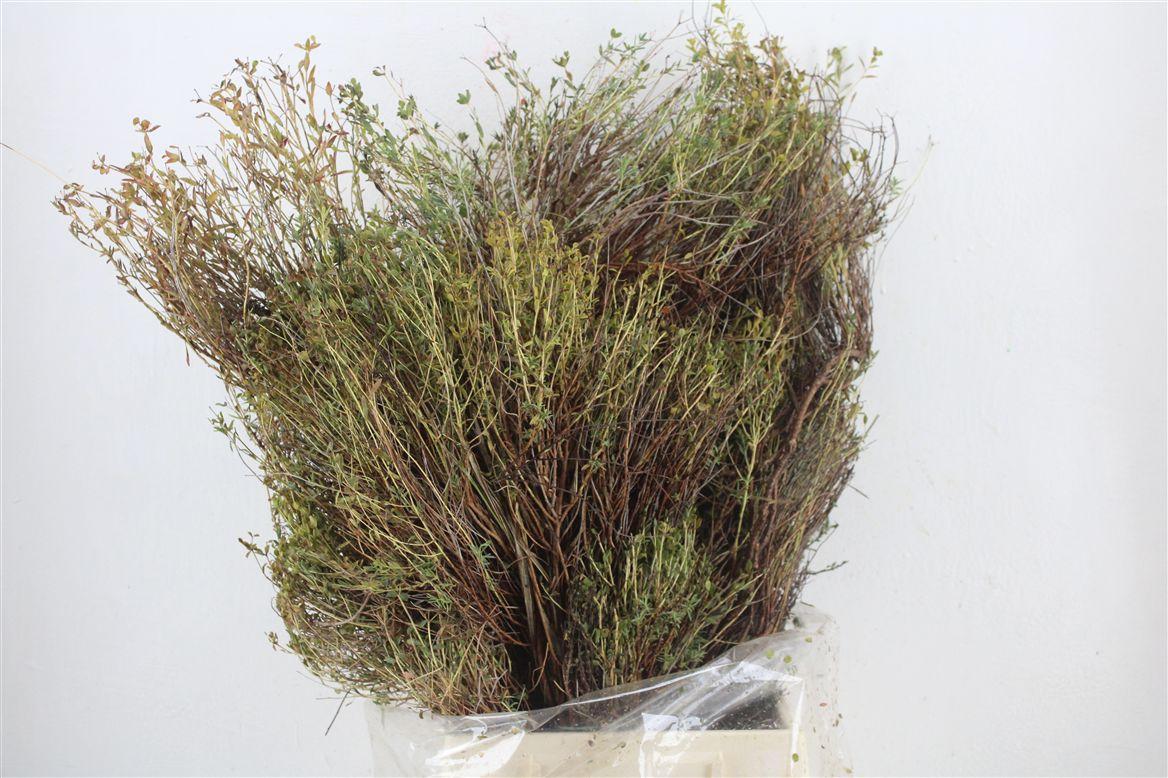 Euph Spinoza Long 500gr P Bunch