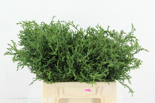 Coniferen Green 45cm