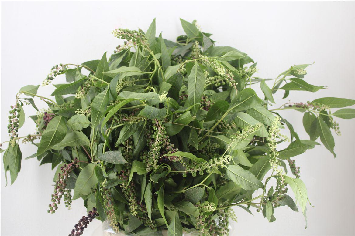 Carbouzijn Berry Ex P Bunch