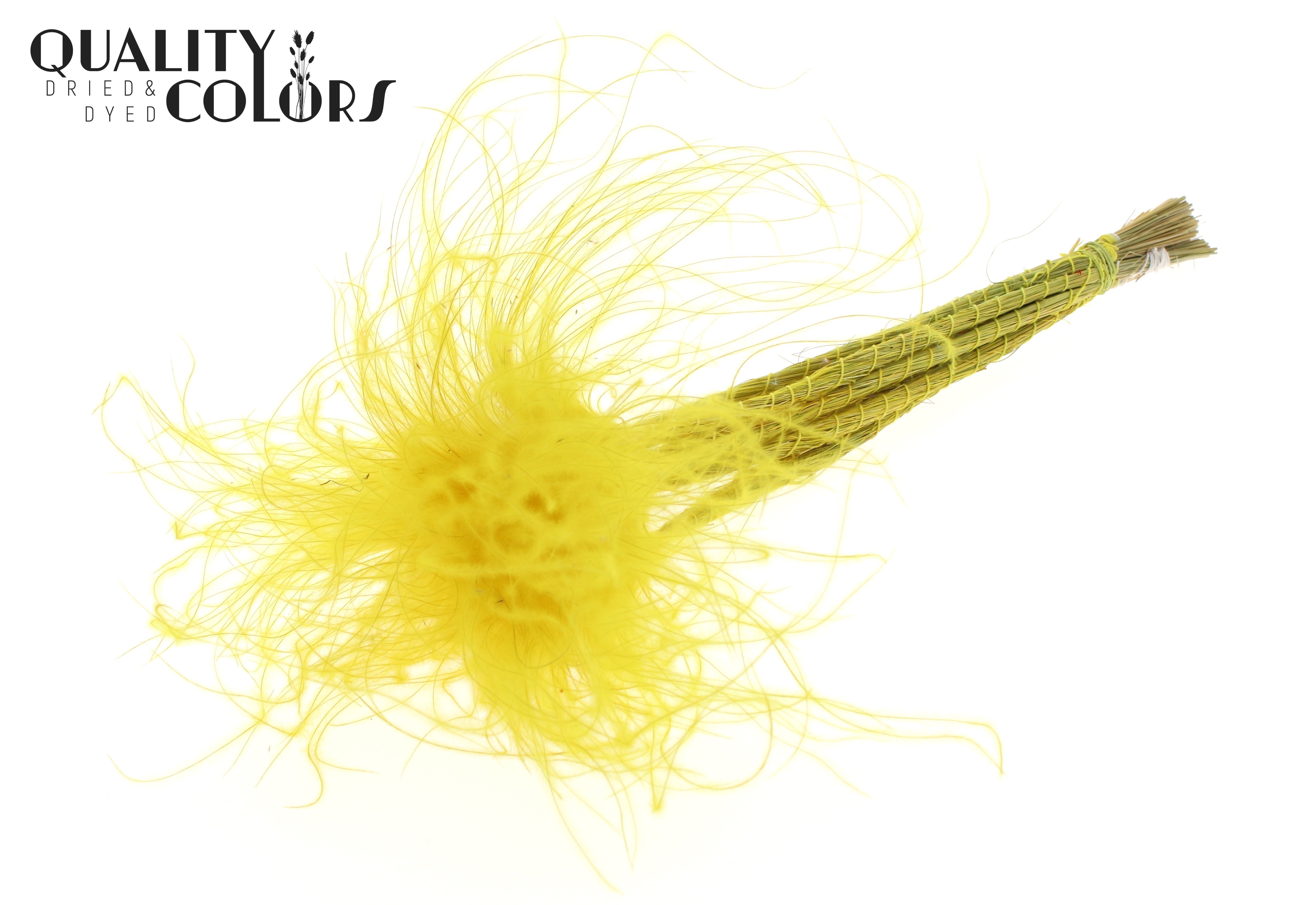 Stypha Pastel Yellow Per Bunch 60cm