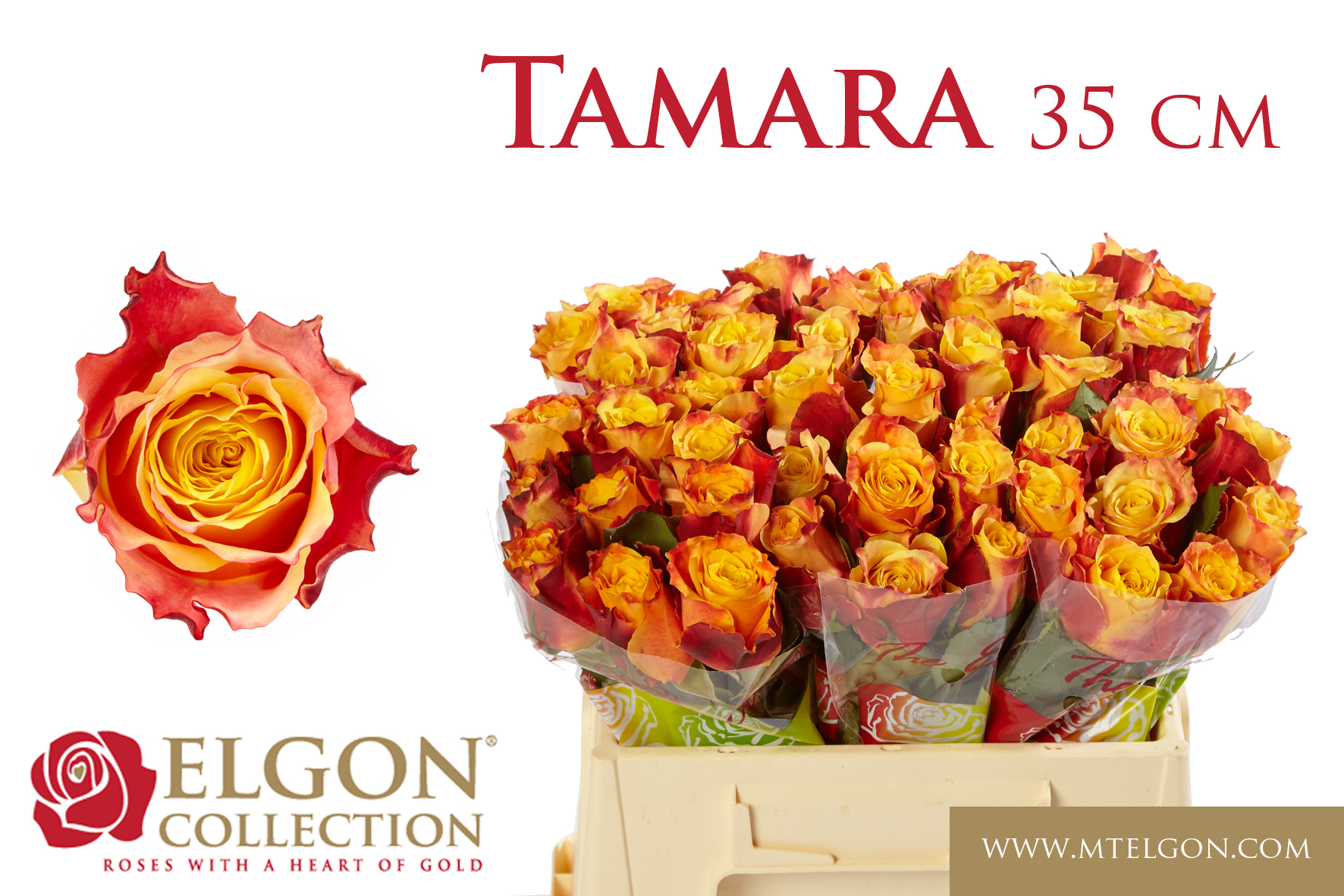 R Gr Tamara