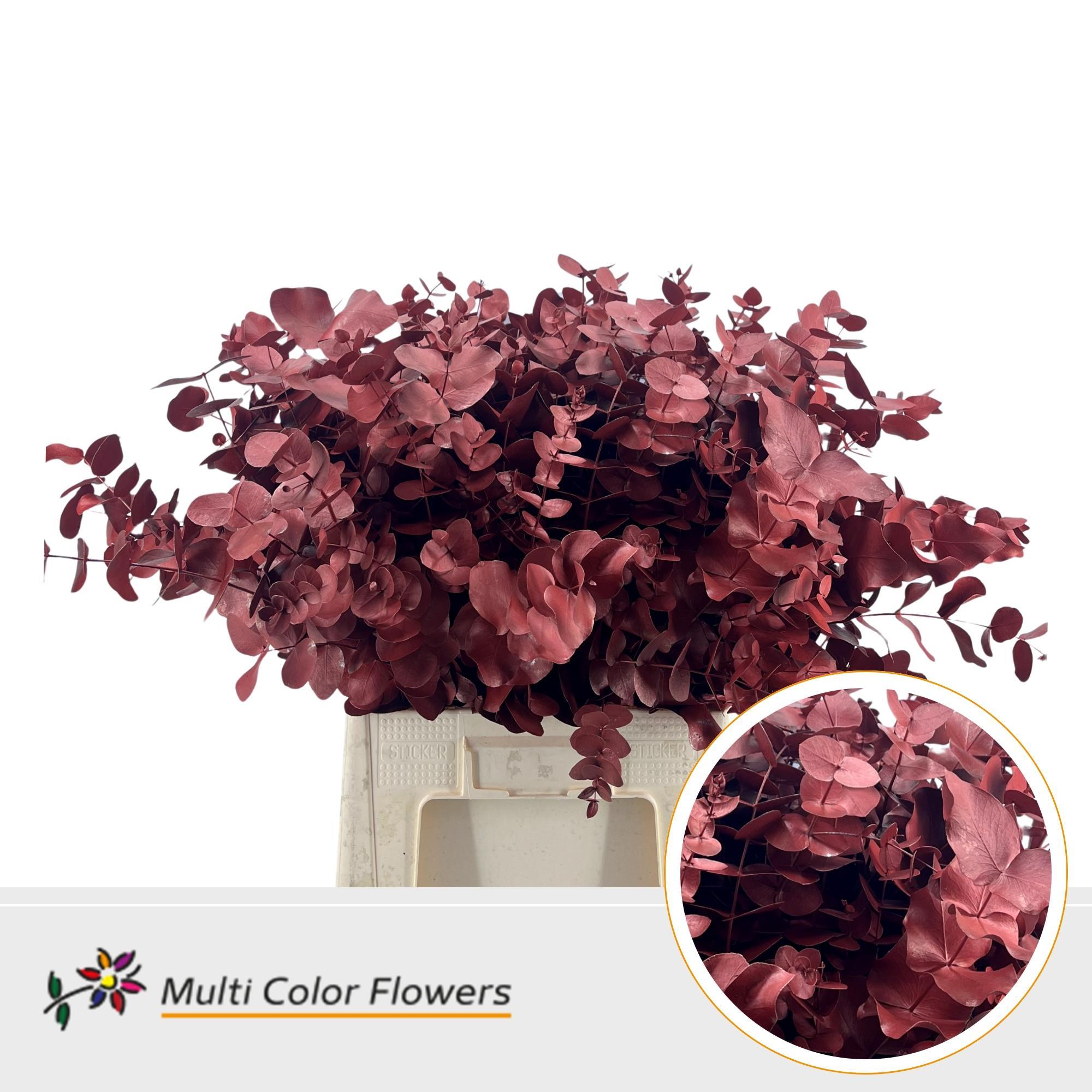Eucalyptus Cinerea Metallic Rood