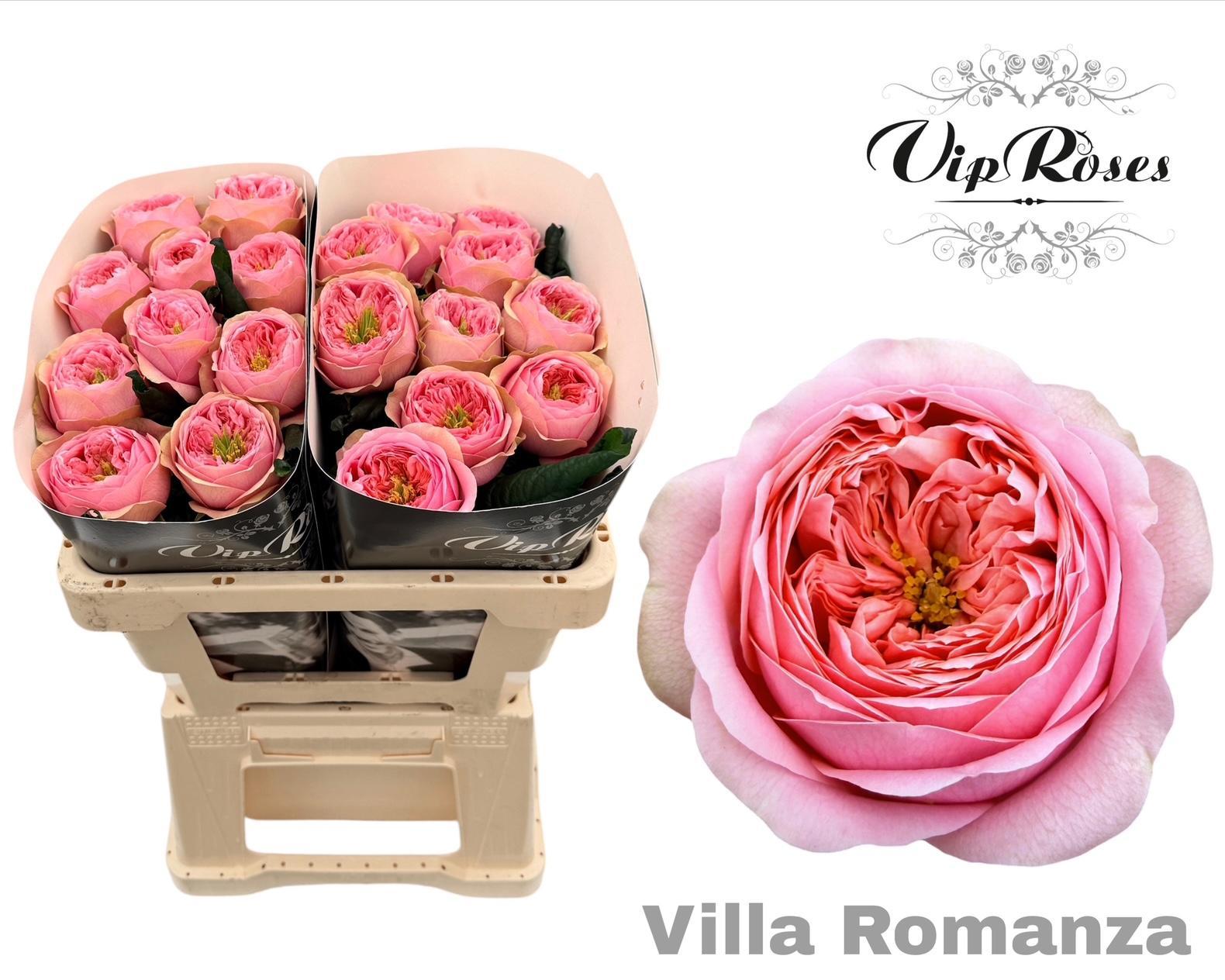 R Gr Villa Romanza 50 cm