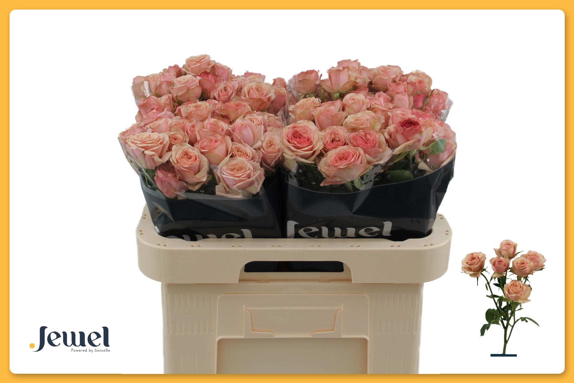Rosa Spr Destini 60cm
