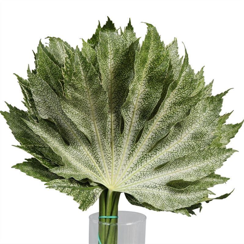 Aralia White Star