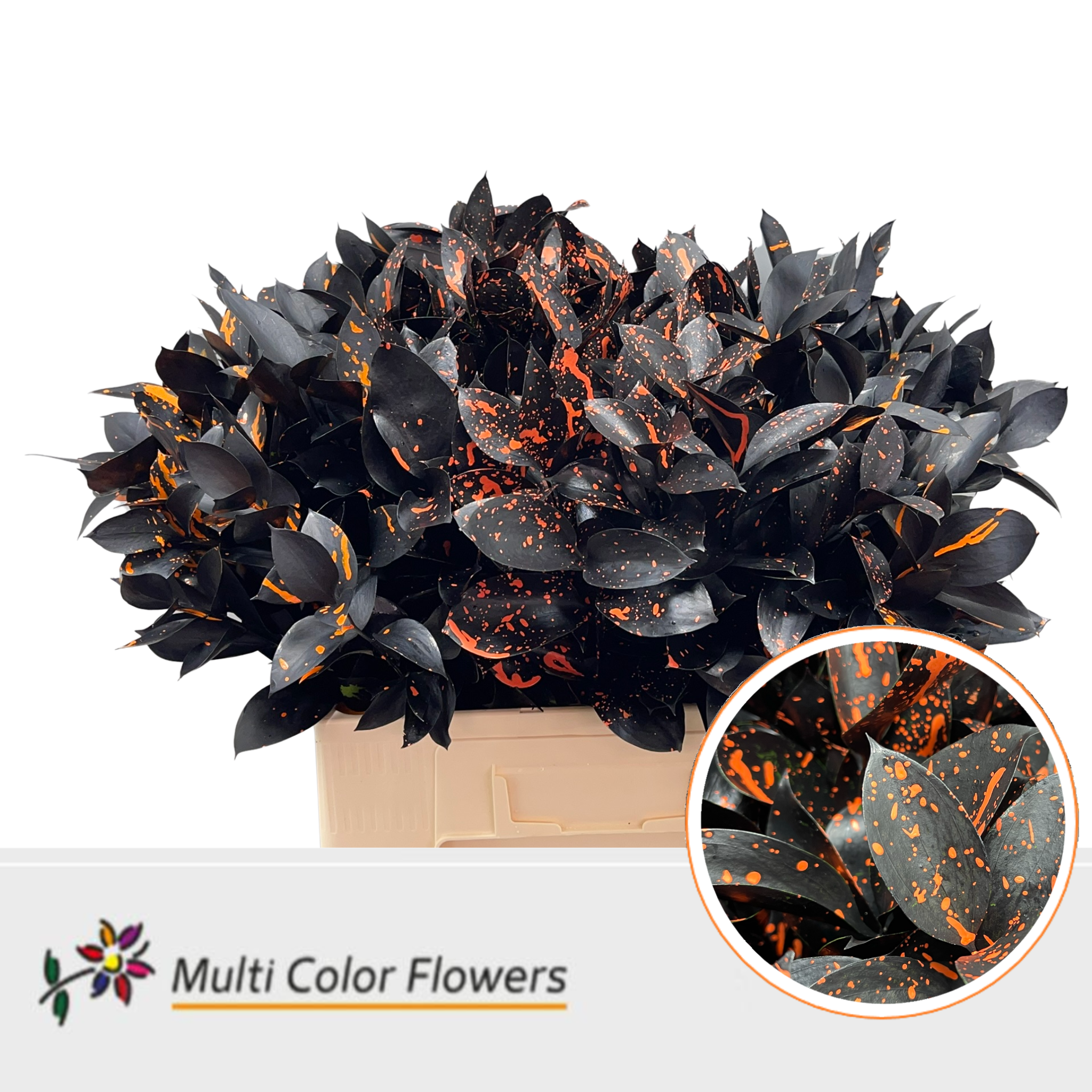 Ruscus Painted Hypophyllum Black 60cm