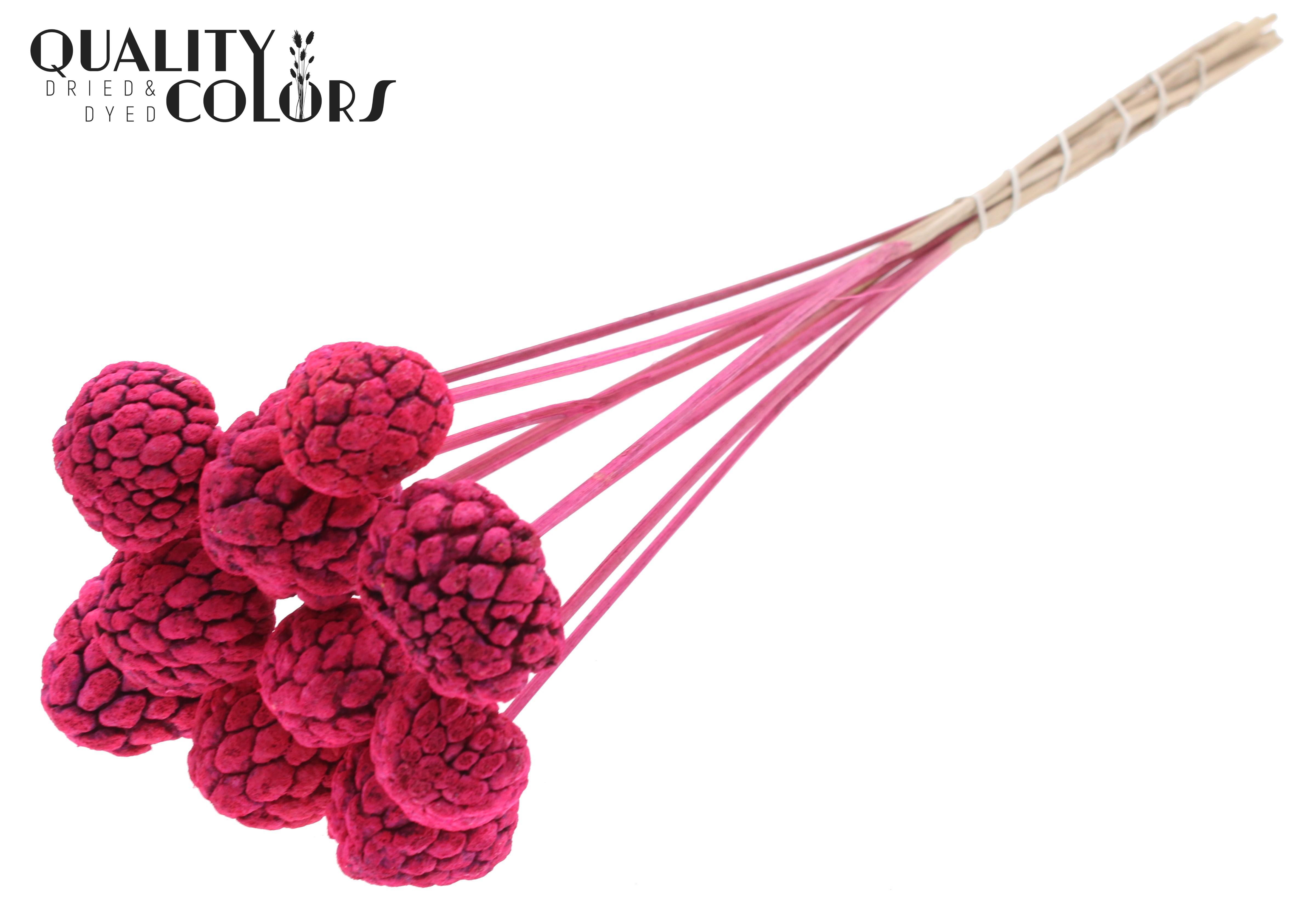 Atta Fruit Intense Cerise 50cm