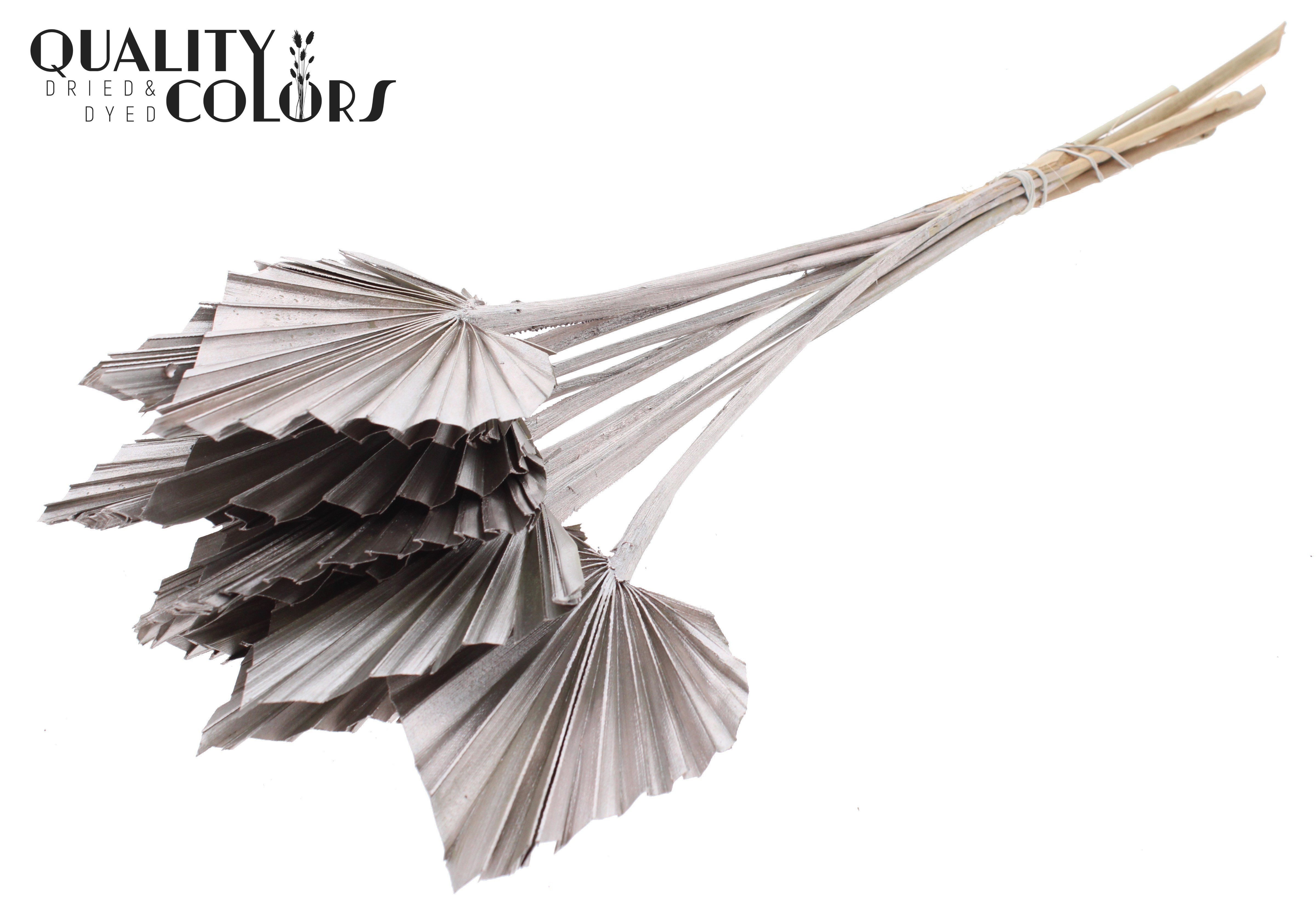 Palm Spear Champagne 50cm