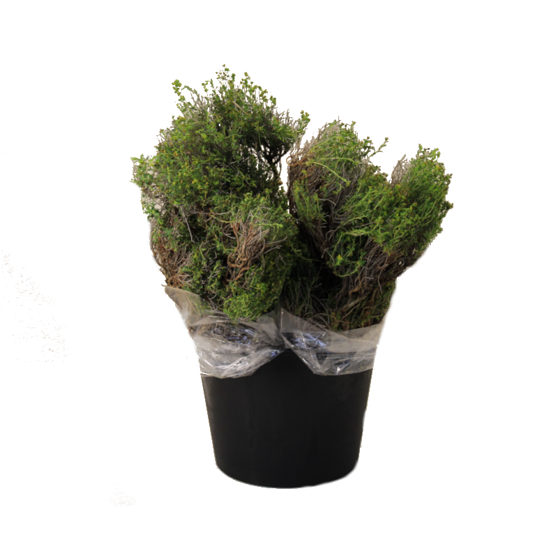 Euphorbia 70cm 300gram