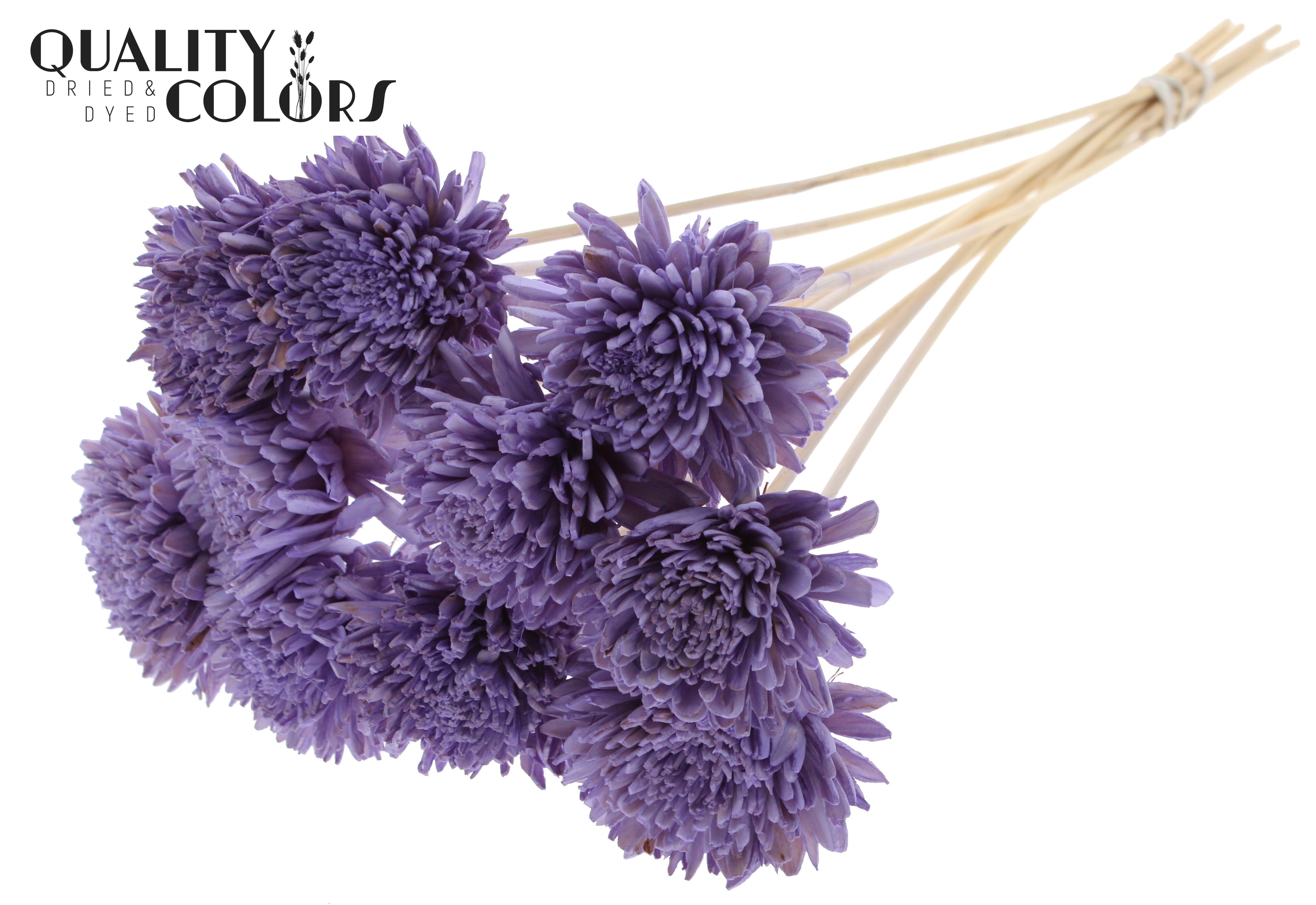 Shola Zinia Milka 50cm