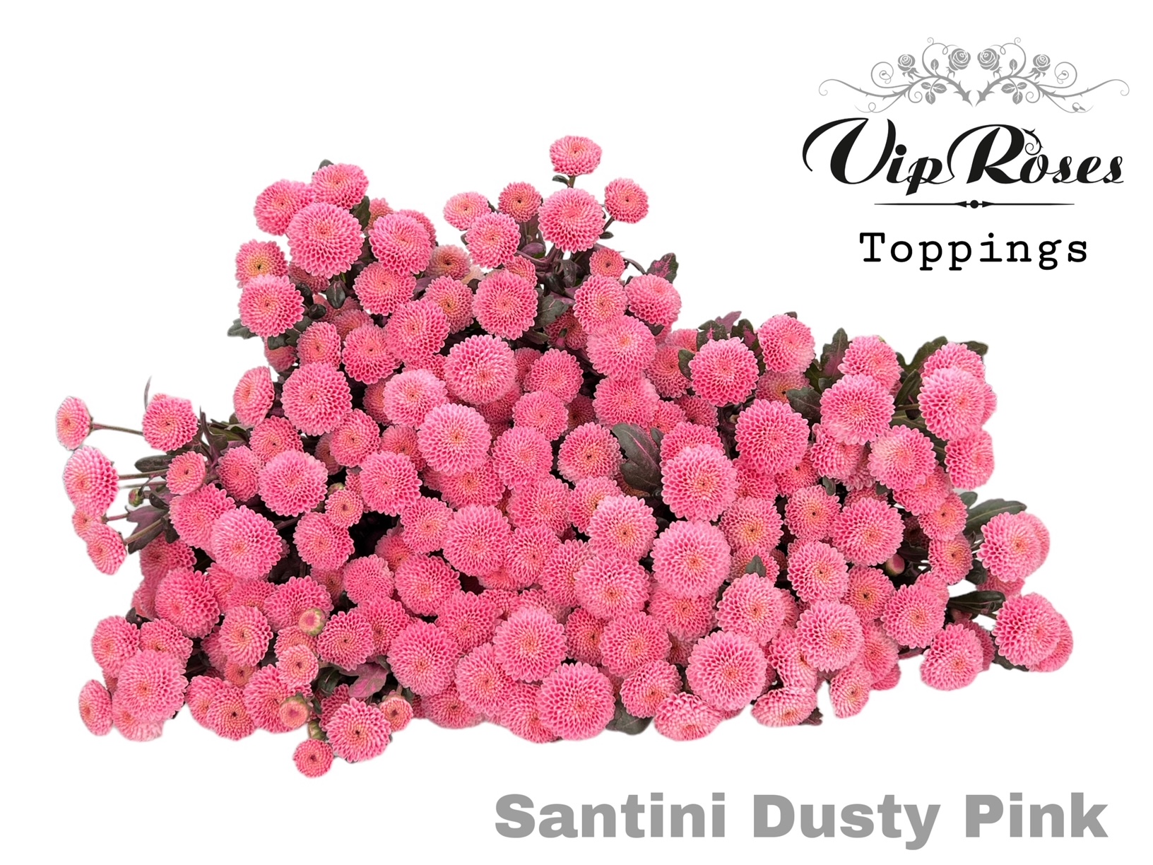 Chr S Dusty Pink 55 cm
