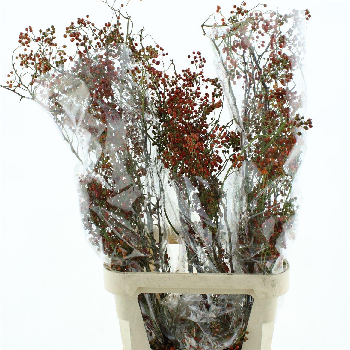 Rosa Corallo Orange Red