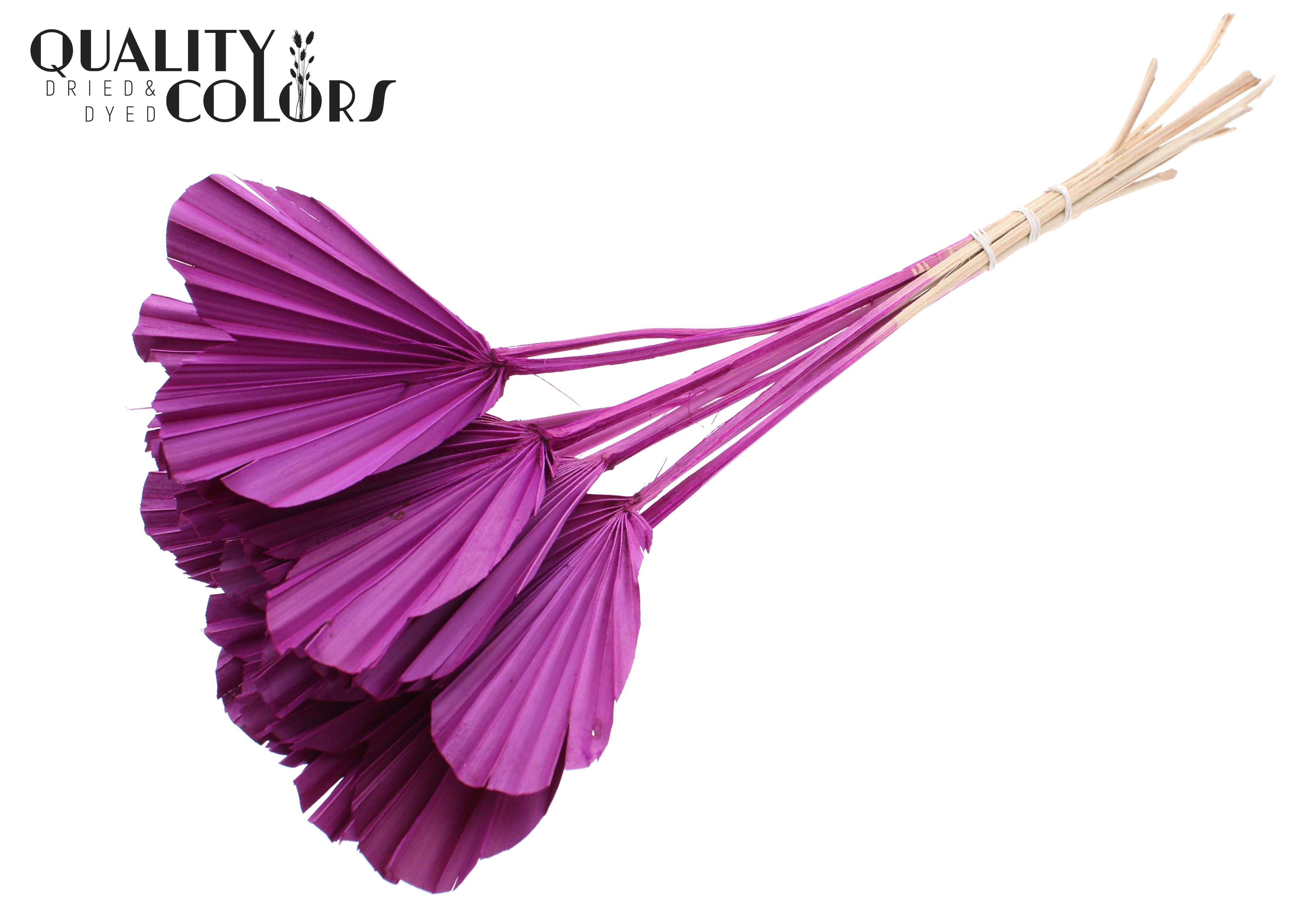 Palm Spear Heart Lilac 45cm