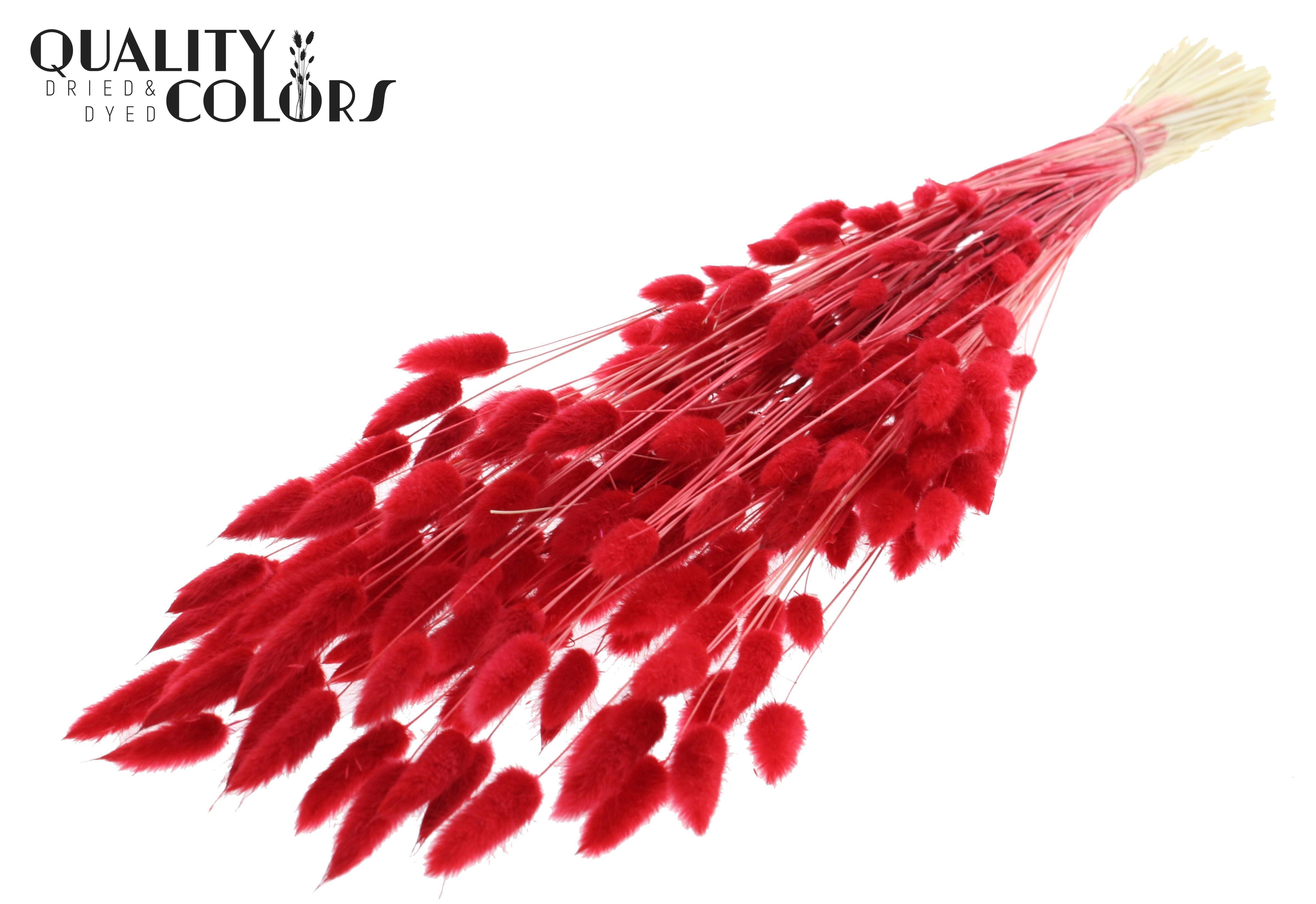Lagurus Intense Red Per Bunch 70cm